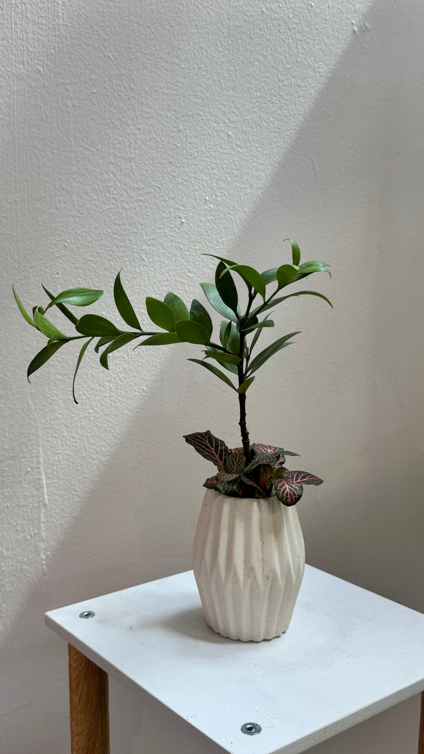 Nageia Nagi with Fittonia in Soft White Ceramic Pot