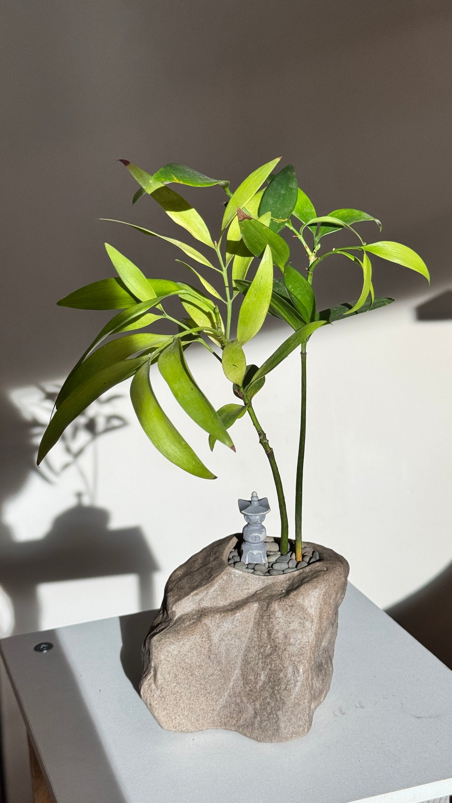 Nageia Nagi in Zen Faux Stone Pot