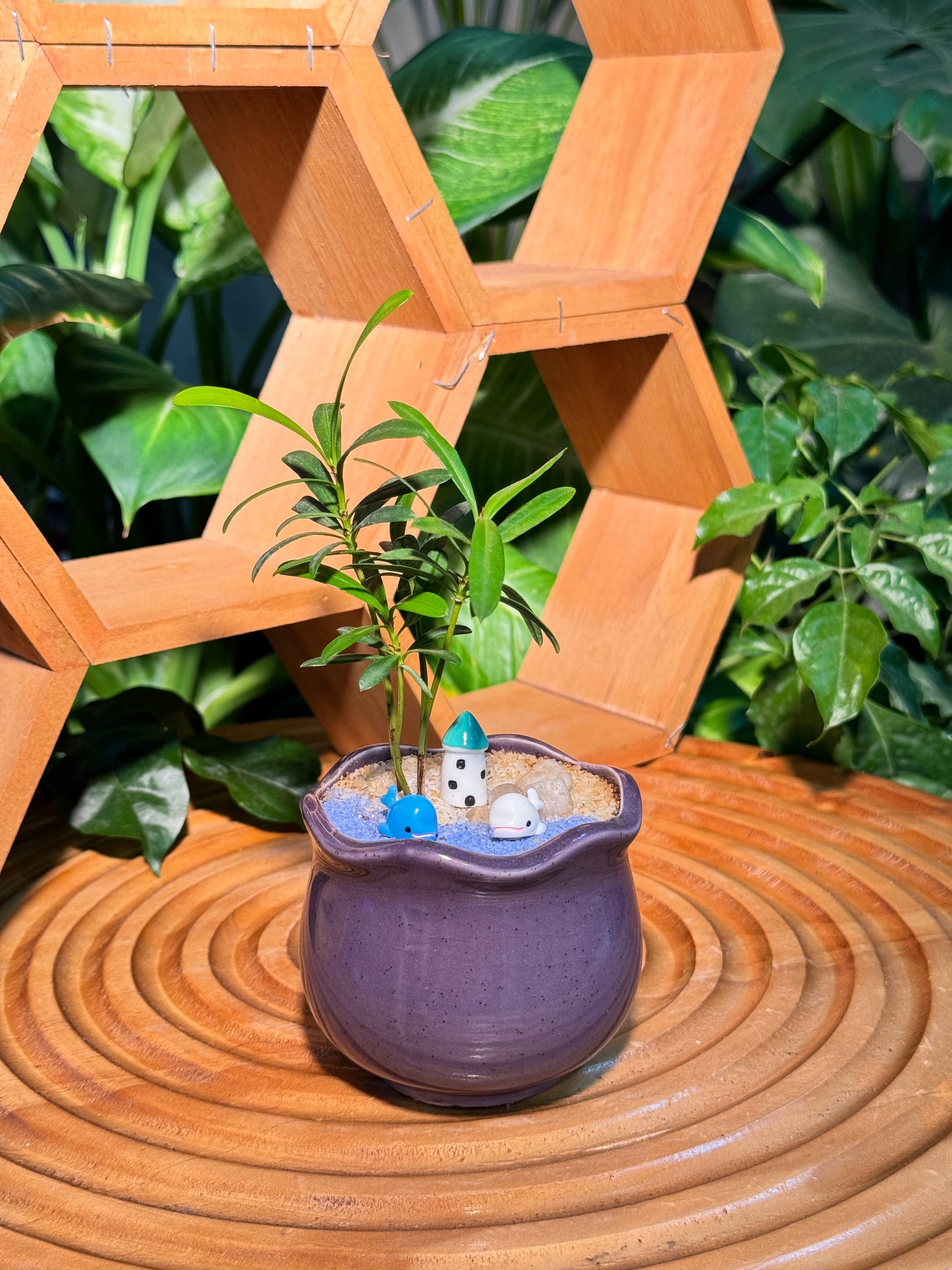 Podocarpus Macrophyllus in Purple Petal Edge Ceramic Pot