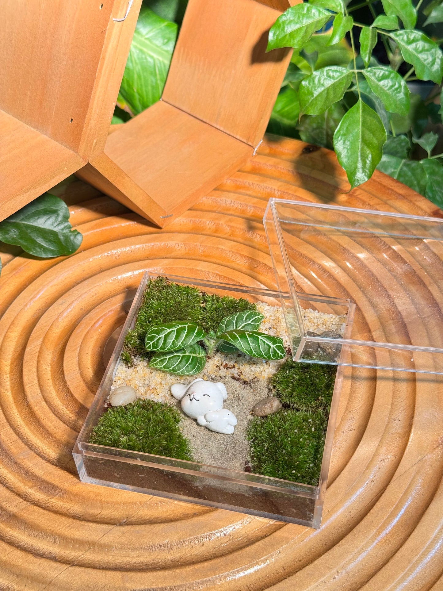 Fittonia with Moss Arrangement in Arcylic Terrarium with Sleeping Bunny (L1)