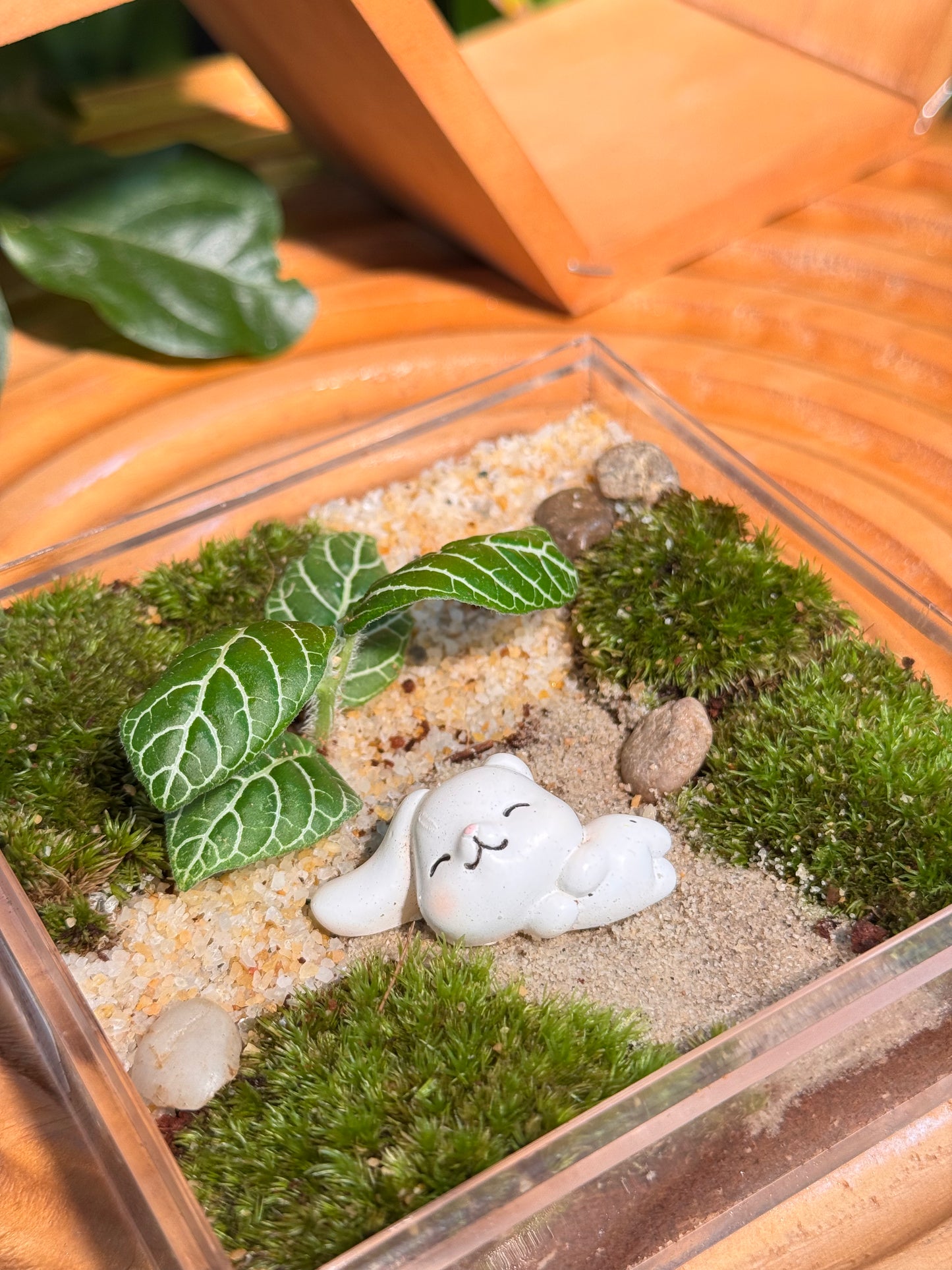Fittonia with Moss Arrangement in Arcylic Terrarium with Sleeping Bunny (L1)
