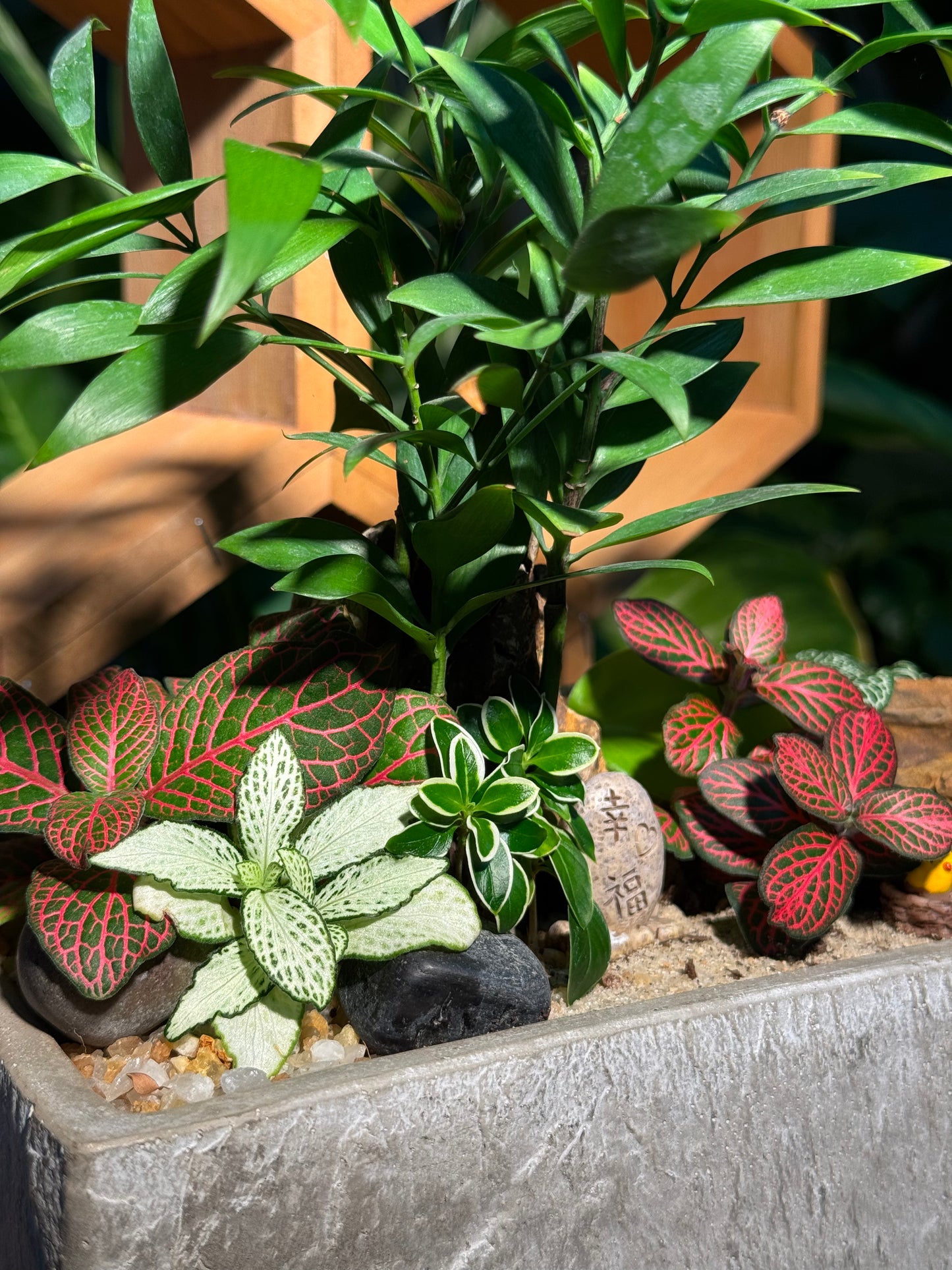 Fittonia and Podocarpus Arrangement in Zen Rectangle Concrete Pot