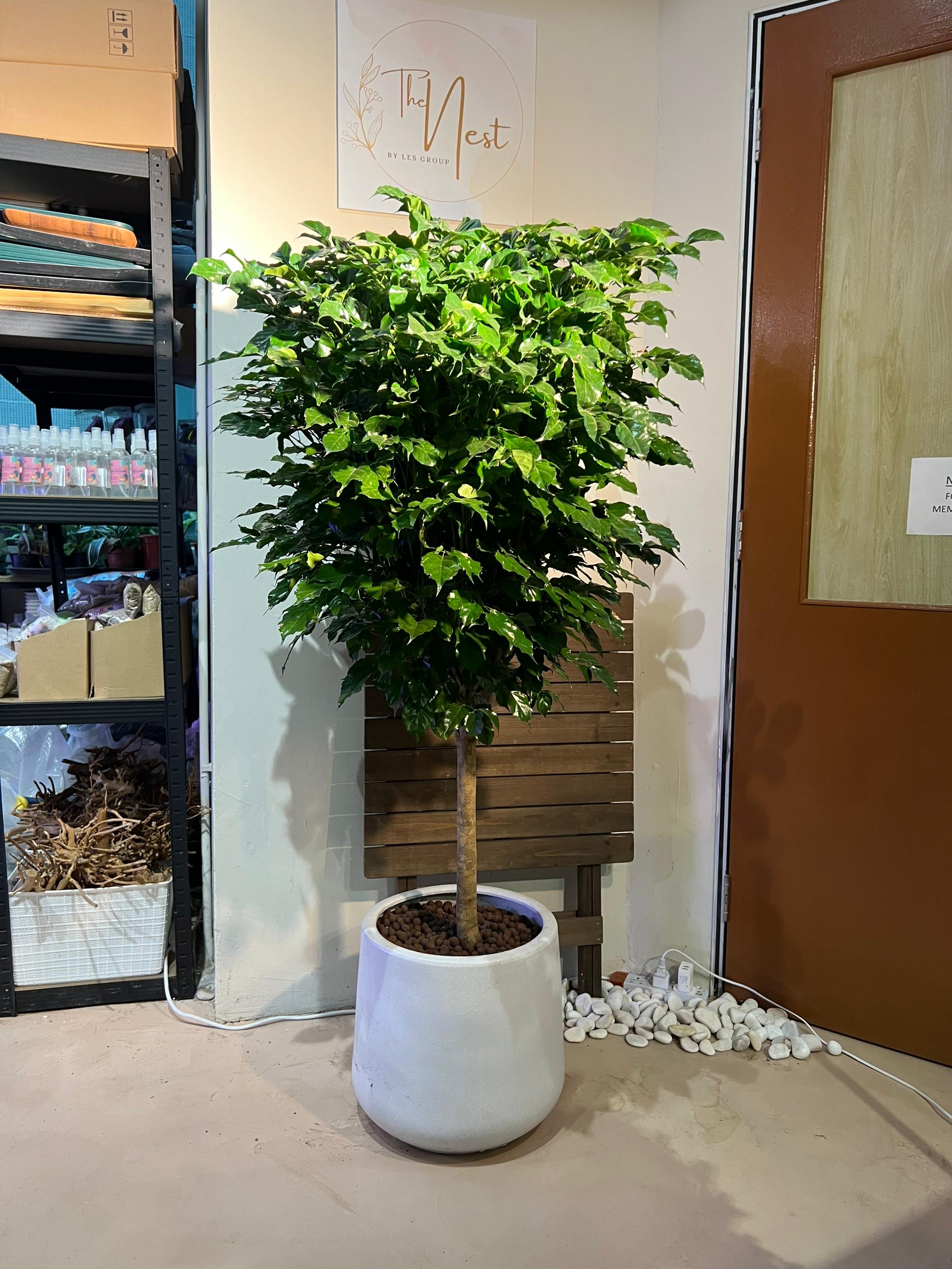 china doll plant care indoors Radermachera Sinica (China Doll Plant)