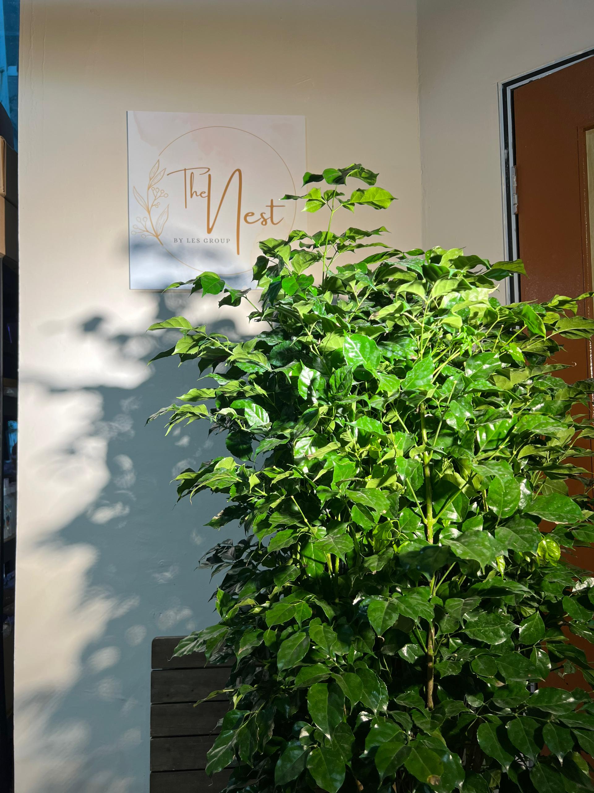 happy tree indoor plant Radermachera Sinica (China Doll Plant) – Beautiful and Easy-Care Indoor  Plant