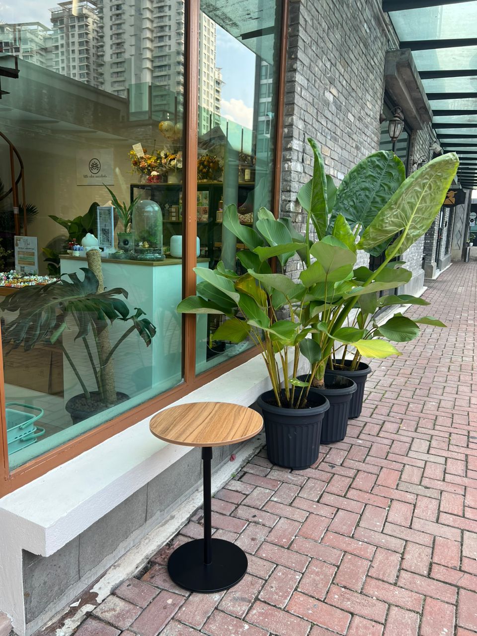 Succulent Workshop