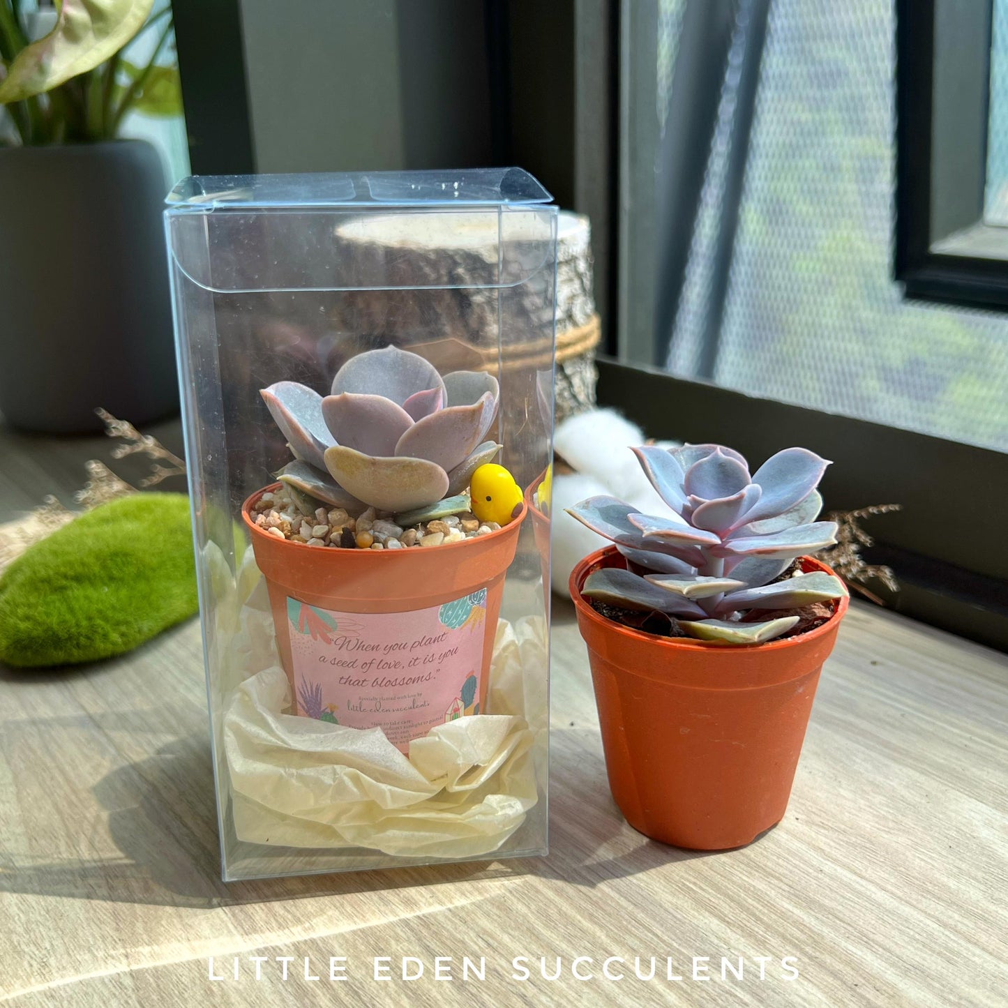 Single Succulent in PVC Box - Door Gift