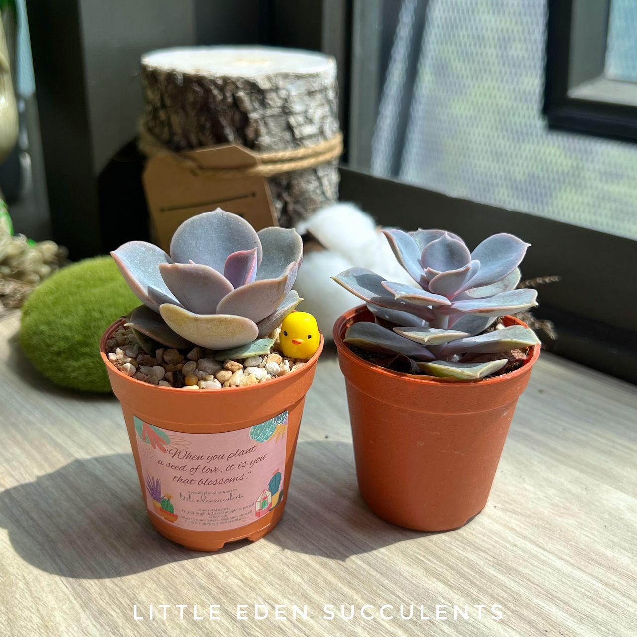 Single Succulent in PVC Box - Door Gift