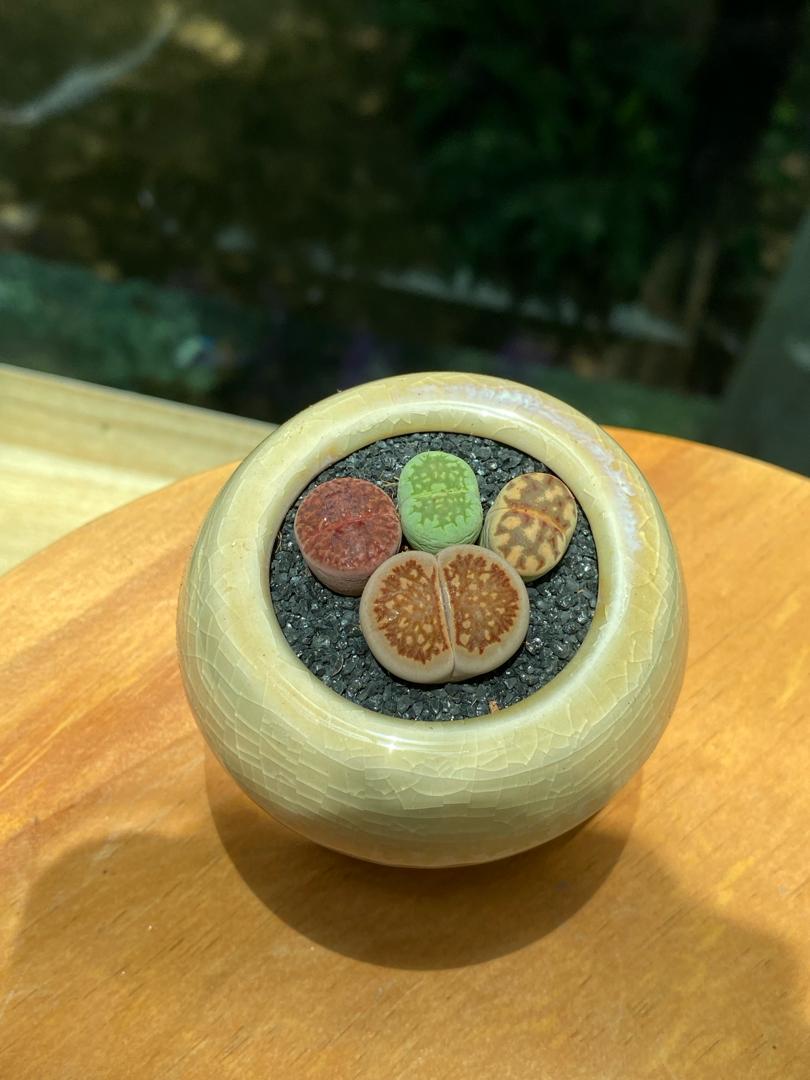 Lithops Collection in Yellow Ceramic Pot