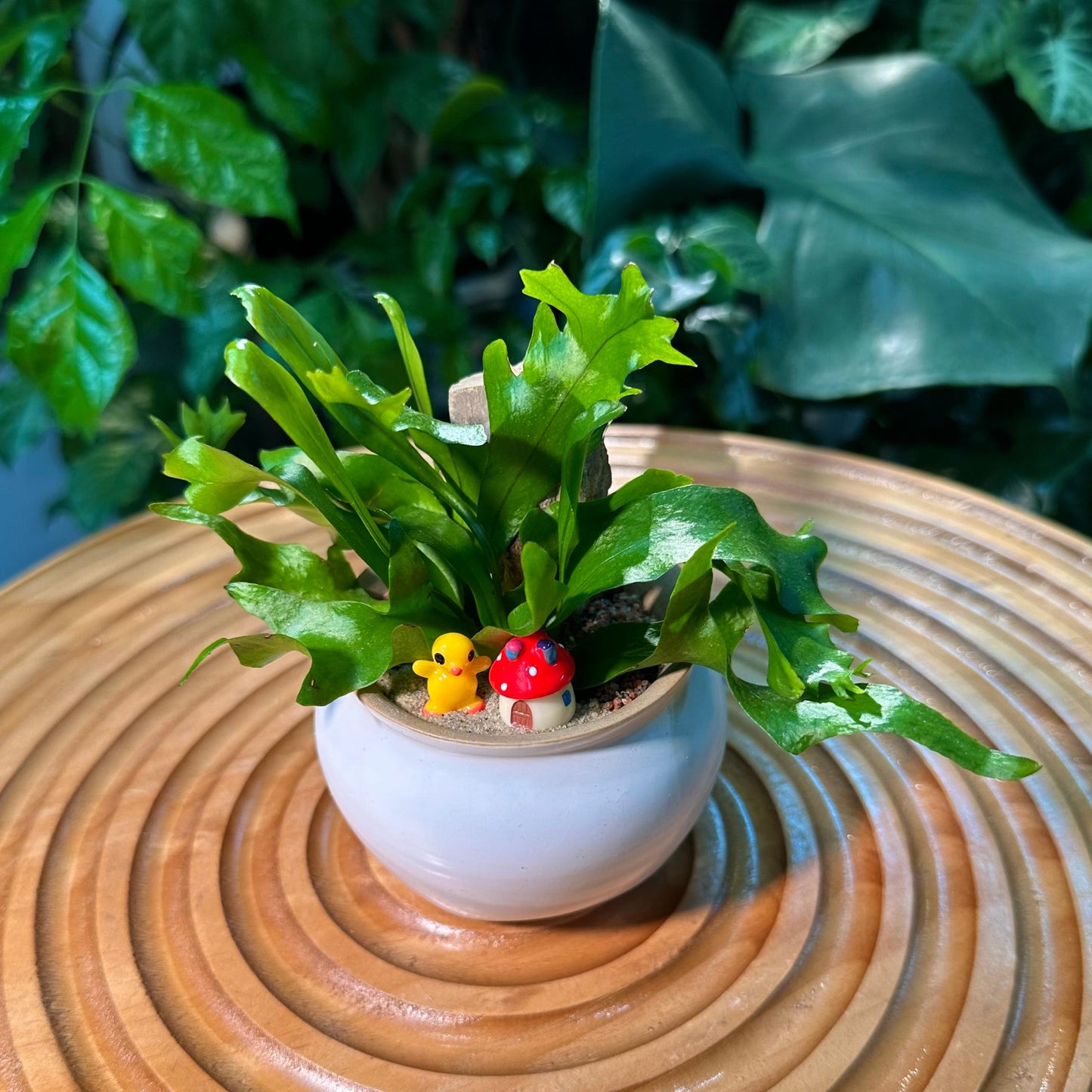 Asplenium Leslie Fern in White Designer Pot