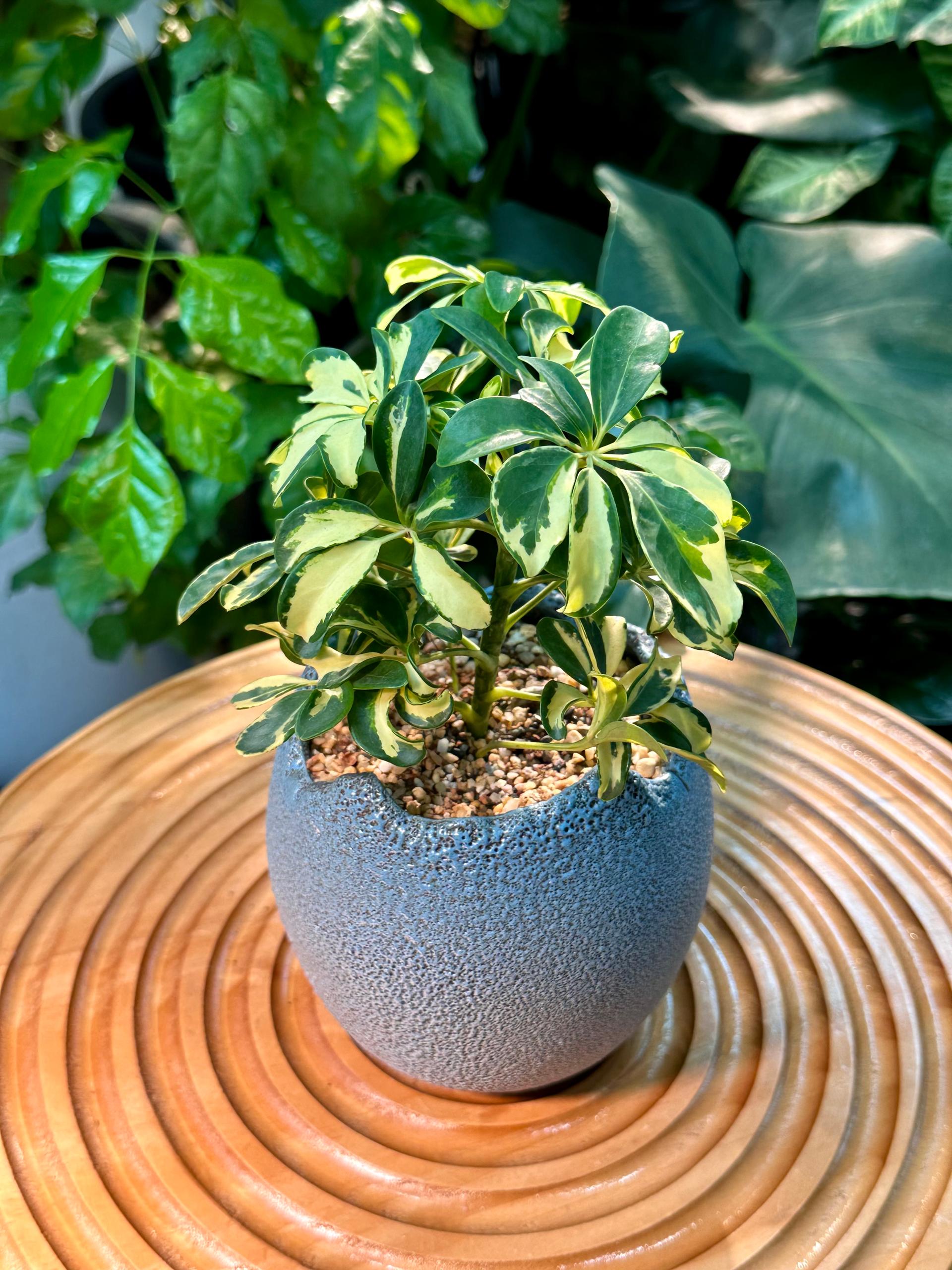 umbrella tree schefflera arboricola Schefflera Arboricola Variegated in Blue Matte Designer Pot (aka Umbre