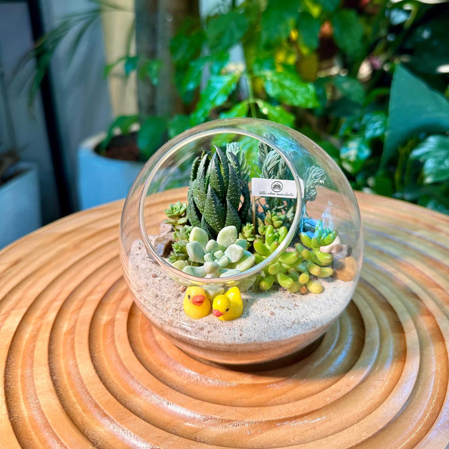 Succulent Arrangement in Round Glass (L)