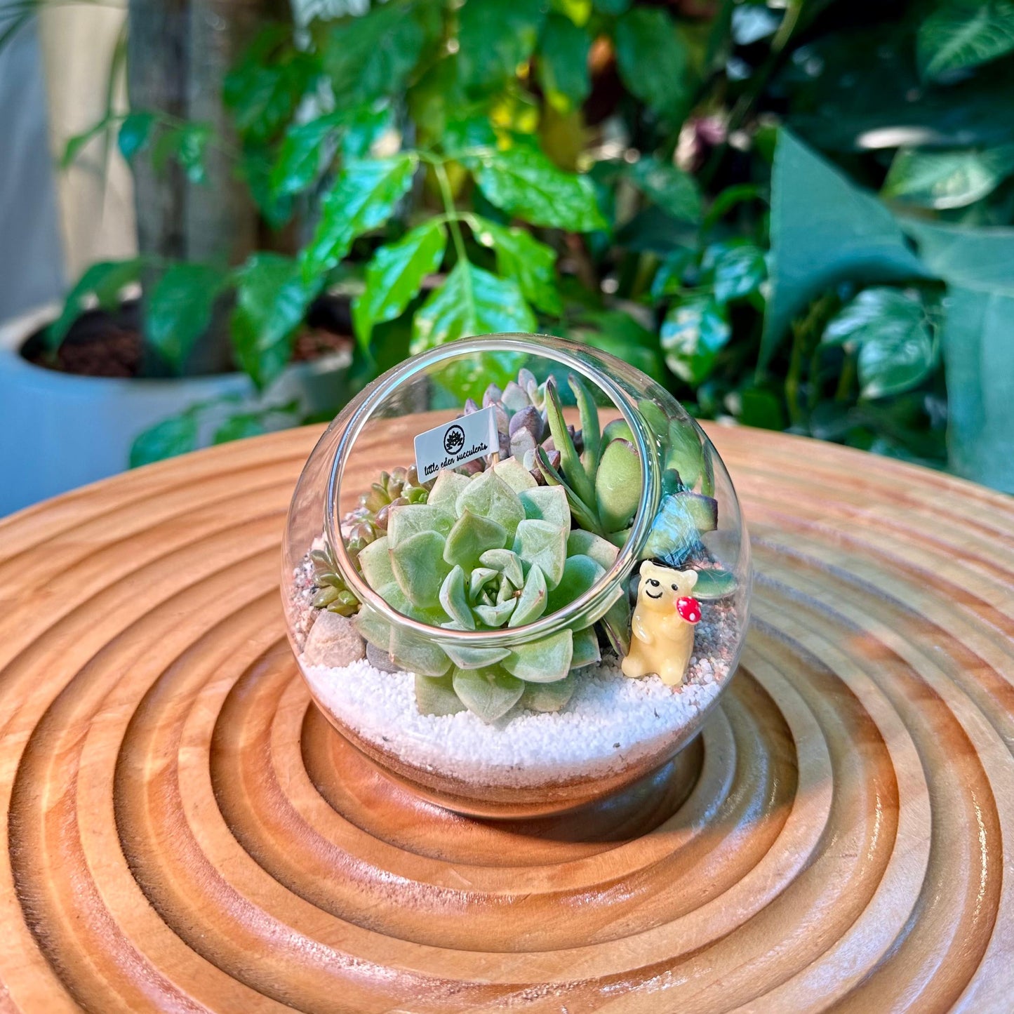 Succulent Arrangement in Round Glass (M)