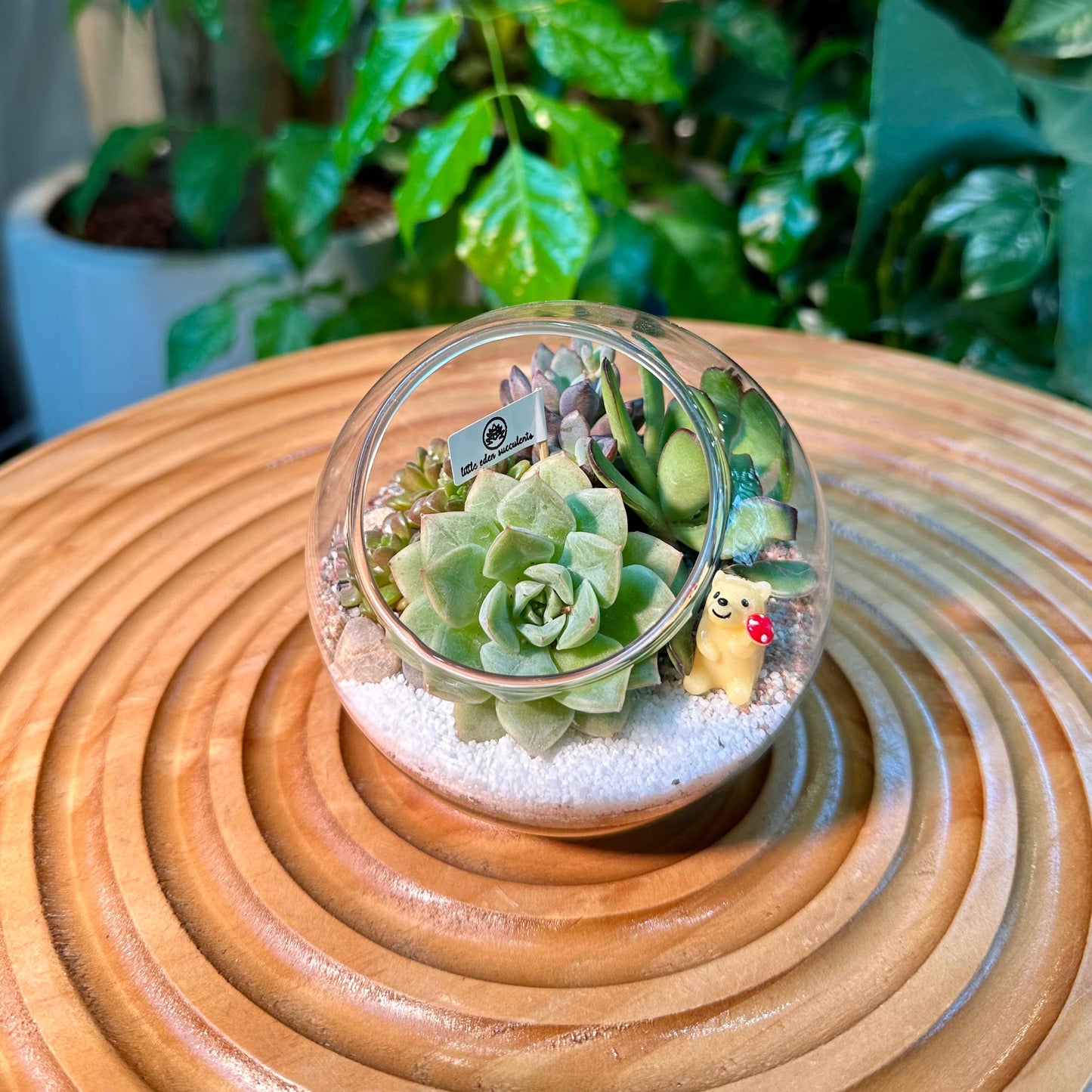 Succulent Arrangement in Round Glass (M)