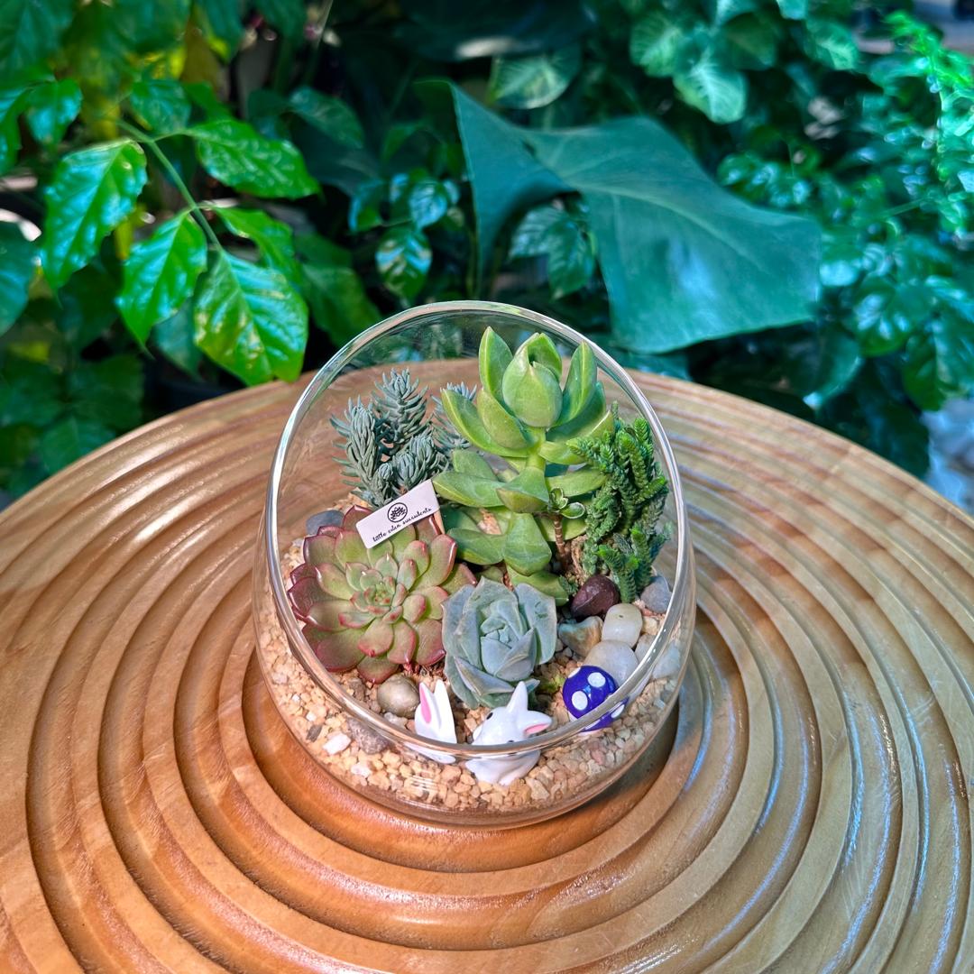 Succulent Arrangement in Slanted Glass (L)