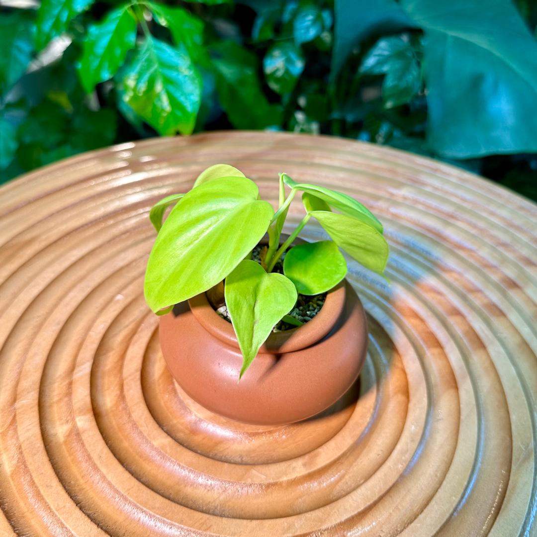 Neon Pothos in Brown Designer Pot aka Money Plant