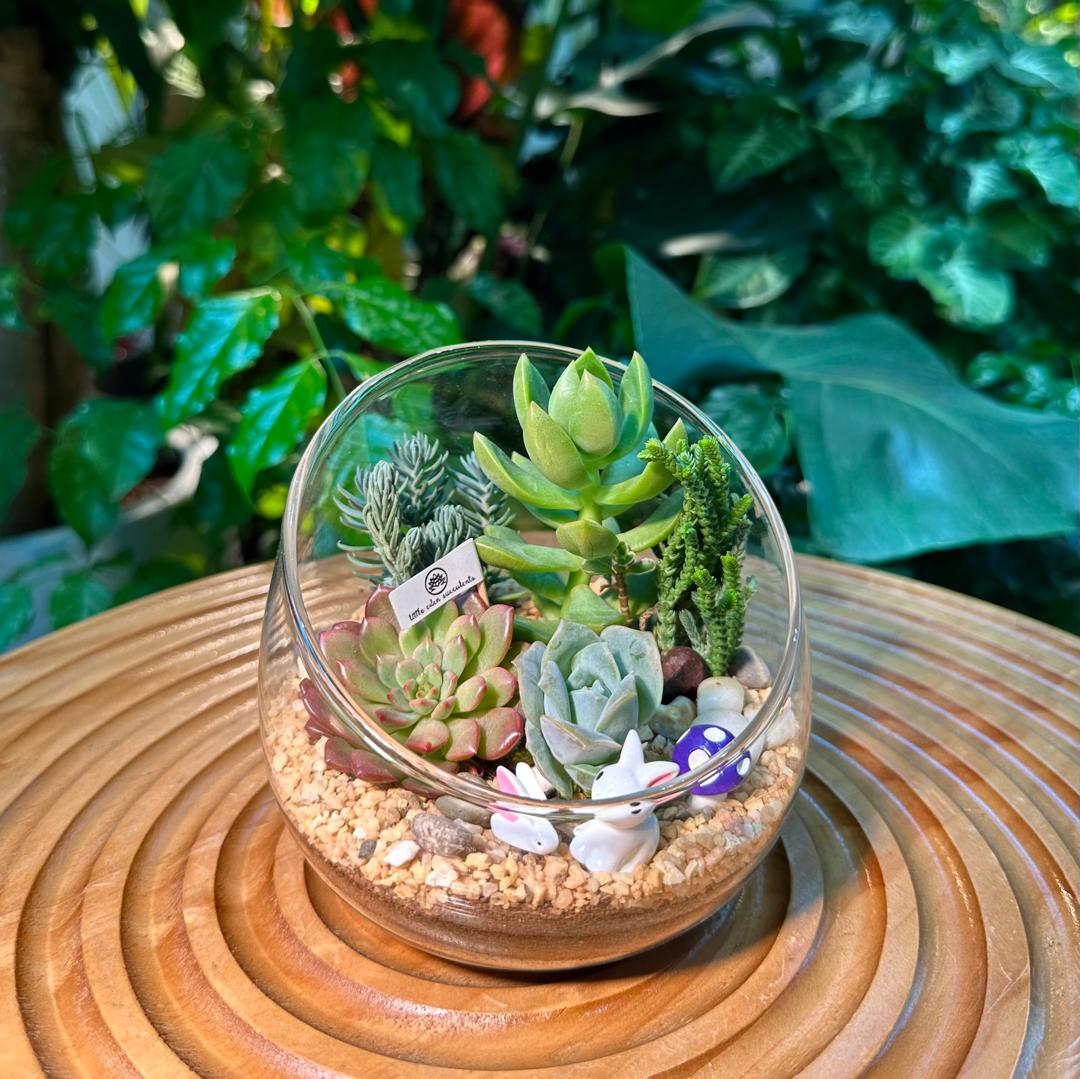 succulent clear bowl Succulent Arrangement in Slanted Glass (L)