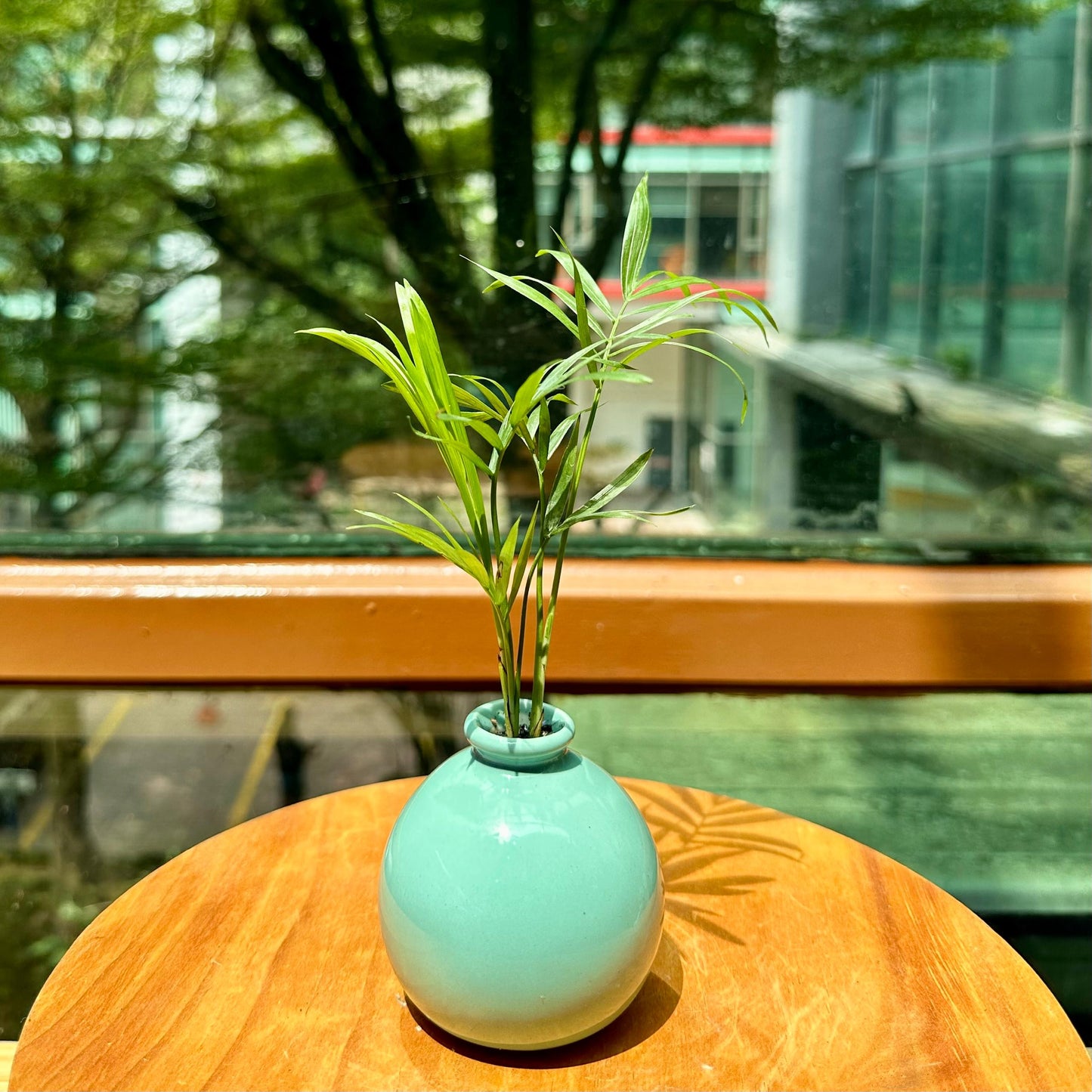 Chamaedorea Elegans Mart in Blue Designer Pot(aka Good Luck Pulm)