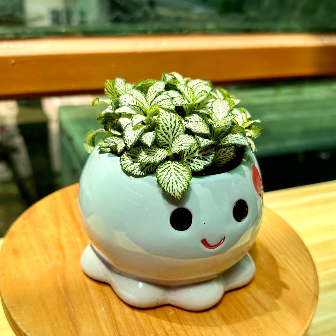 Fittonia in Blue Designer Pot