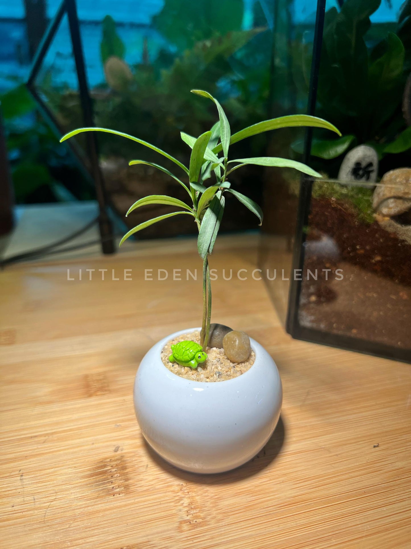 Podocarpus in Round Sea Blue Ceramic Pot