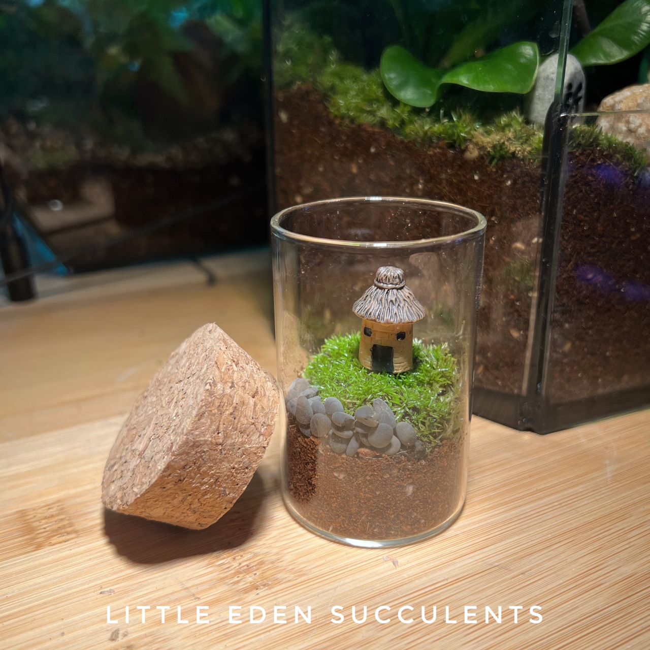 Fittonia in Tall Covered Cylindrical Glass (S)