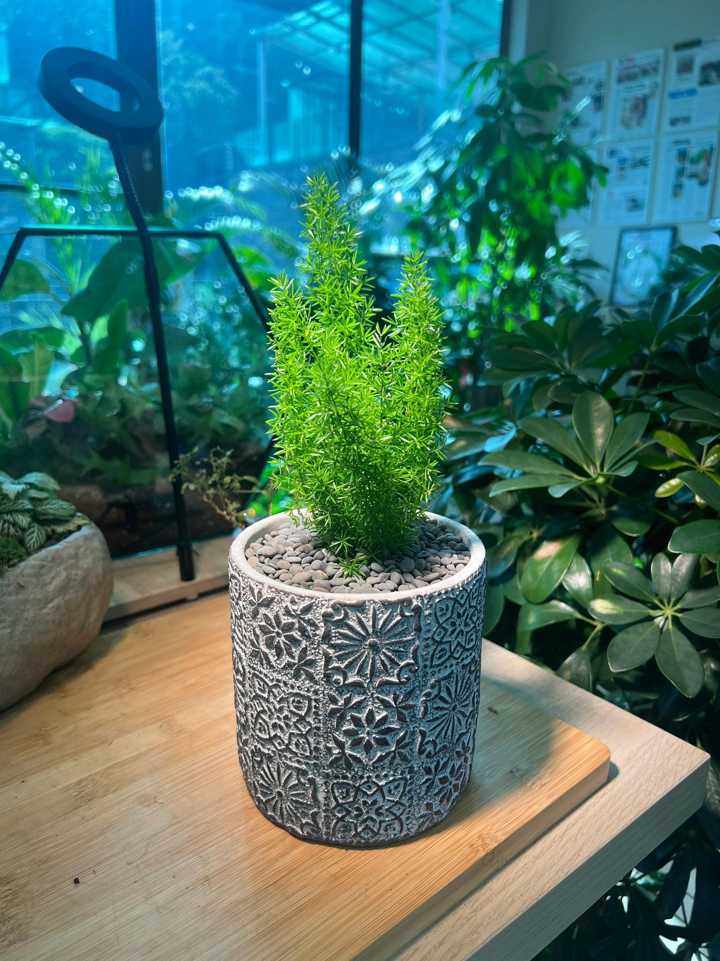 Sprenger's asparagus in Grey Pot