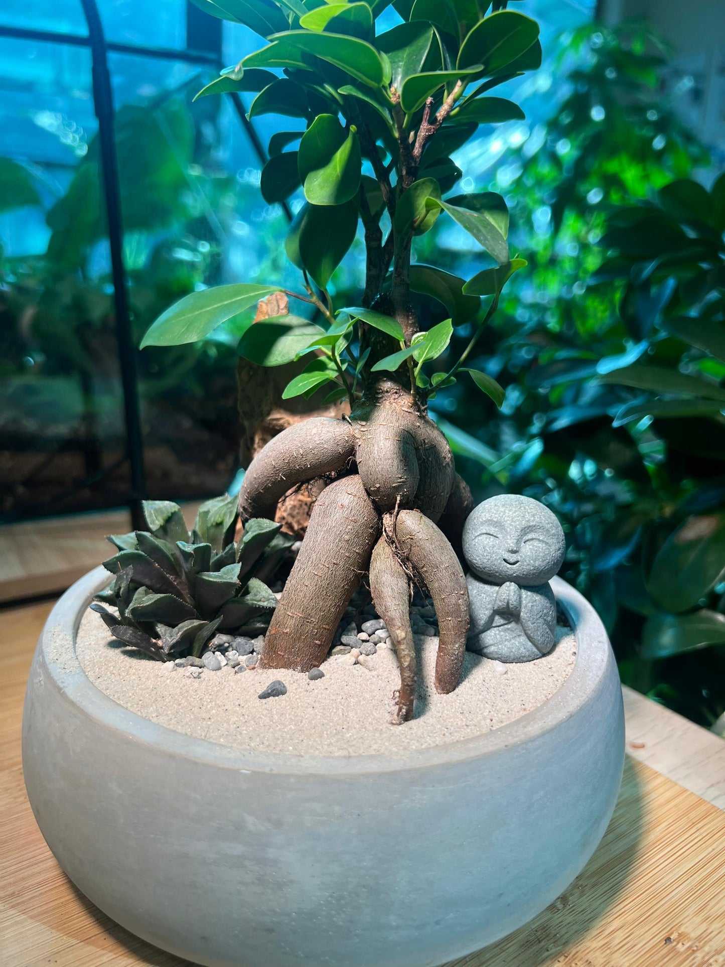 Ficus Ginseng and Succulent in Zen Round Concrete Pot
