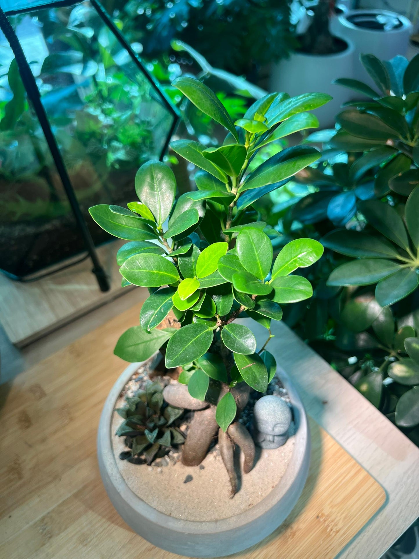 Ficus Ginseng and Succulent in Zen Round Concrete Pot