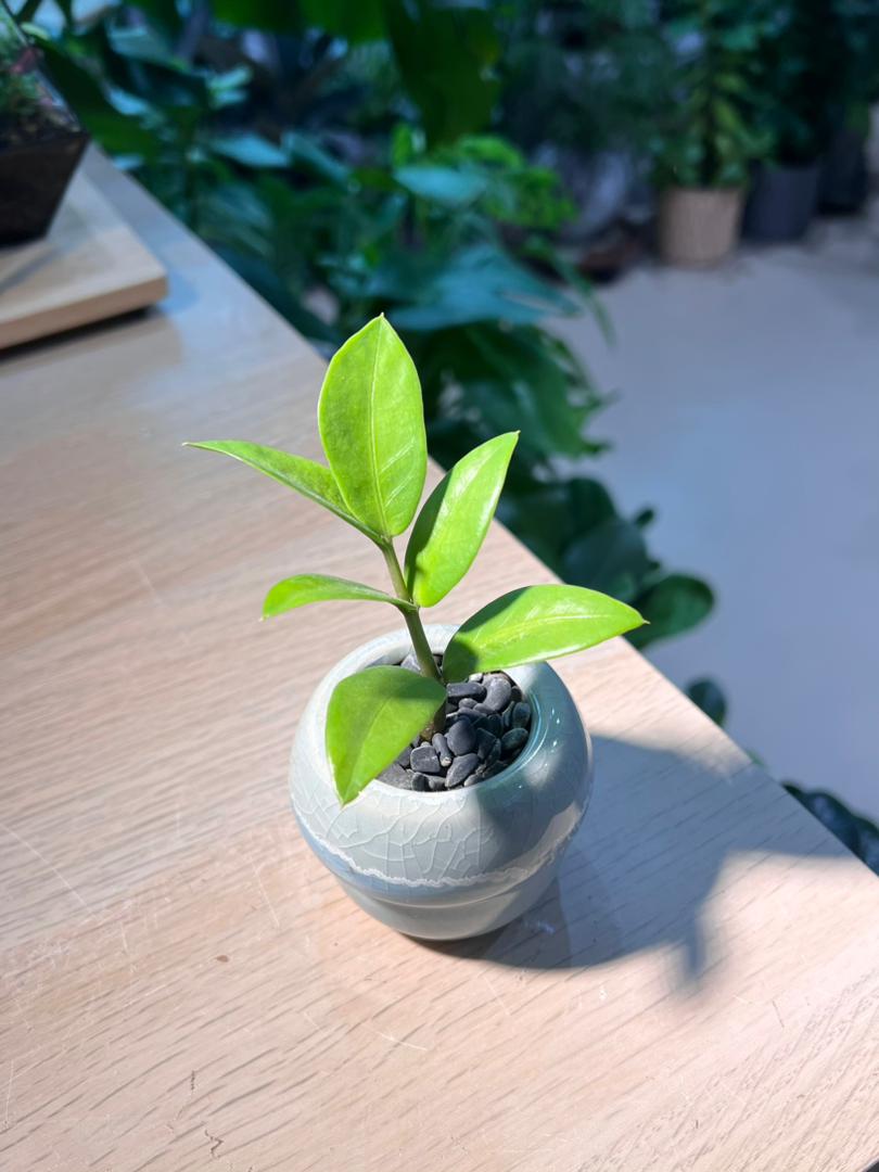 ZZ Plant (é‡‘é’±æ ‘) in Mushroom Ceramic Pot