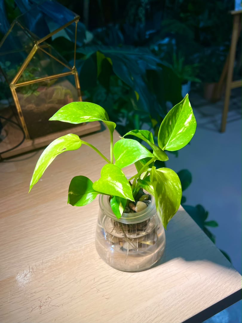 Epipremnum Aureum (Money Plant) in Fuji Water Based Glass