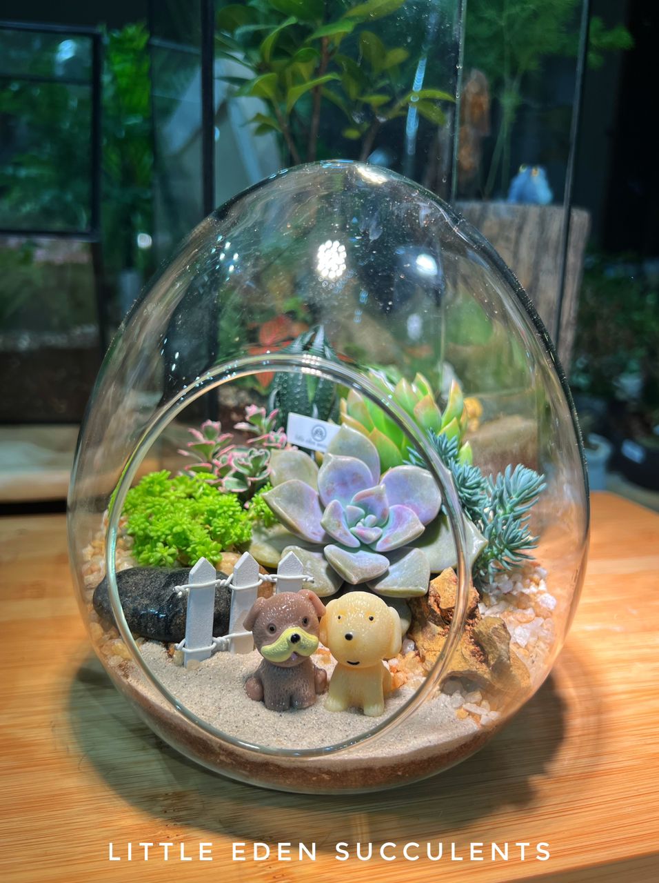 eden succulents Succulents Arrangement in Eggette Glass Terrarium