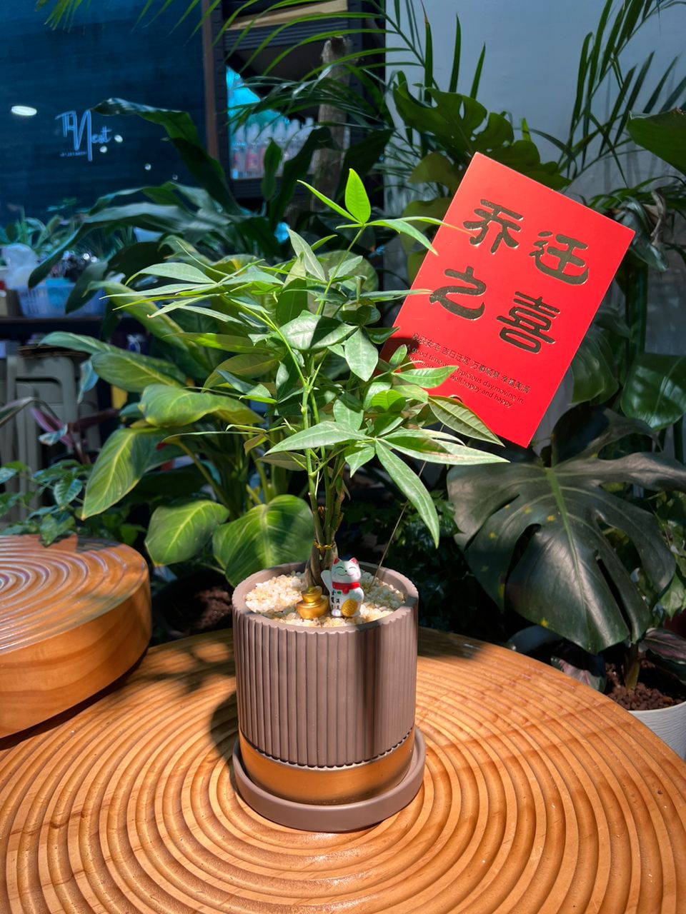 Dwarf Umbrella Tree in Ceramic Pot