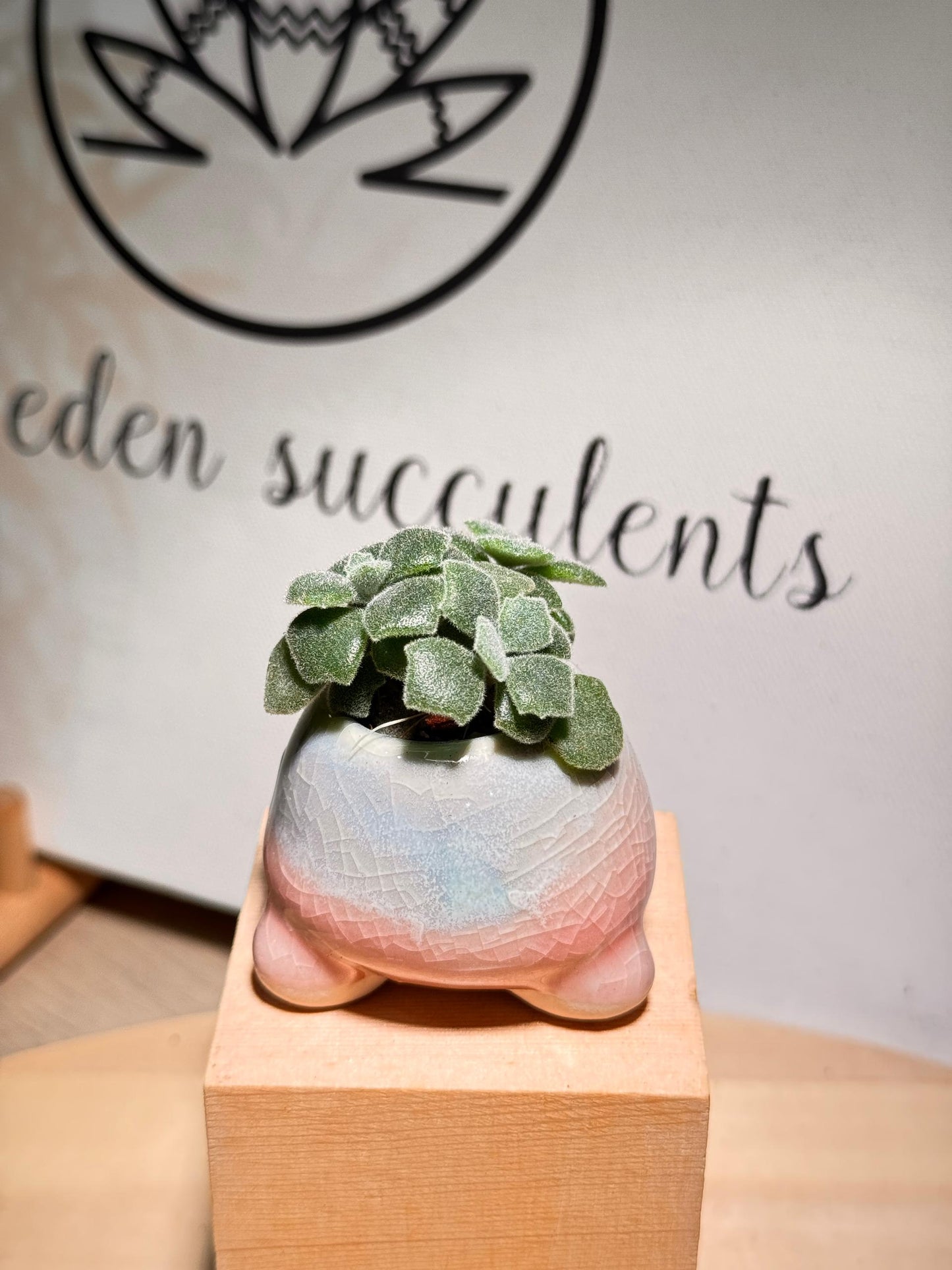 Succulent in Triangular Base Ceramic Pot