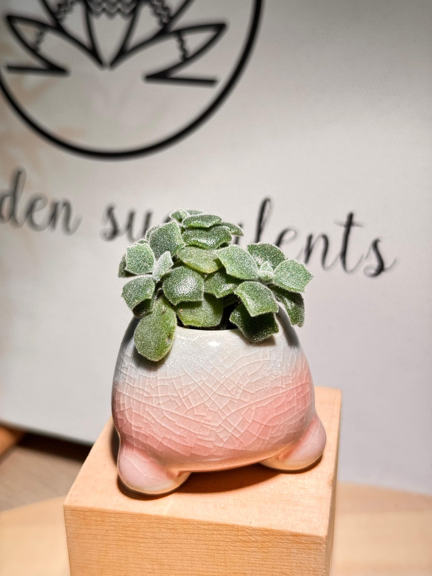 Succulent in Triangular Base Ceramic Pot