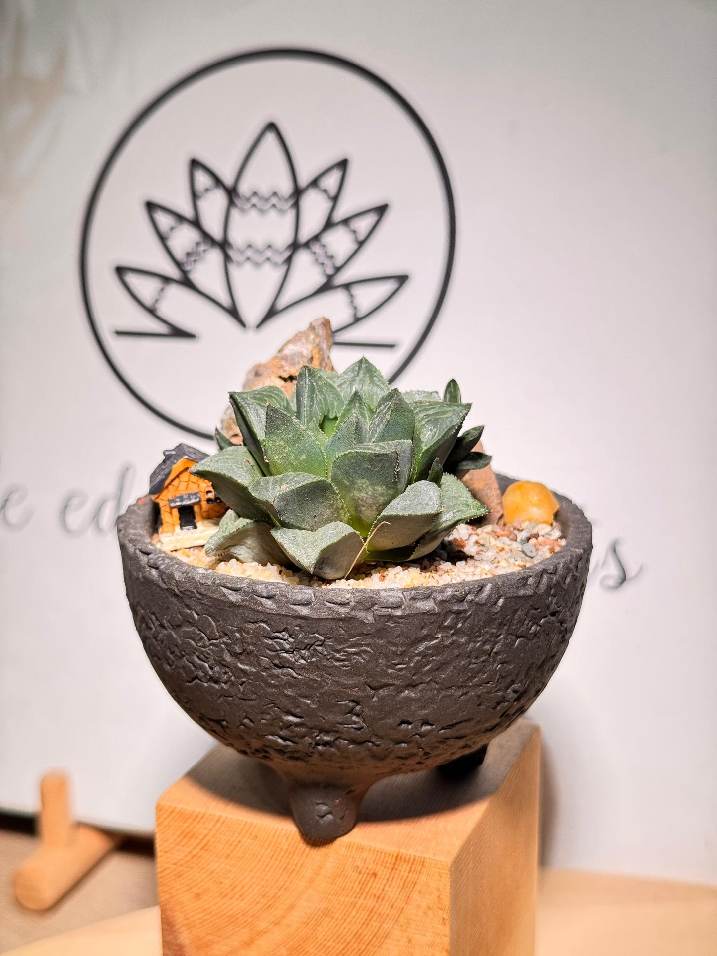 Harwothia in Zen Black Concrete Pot