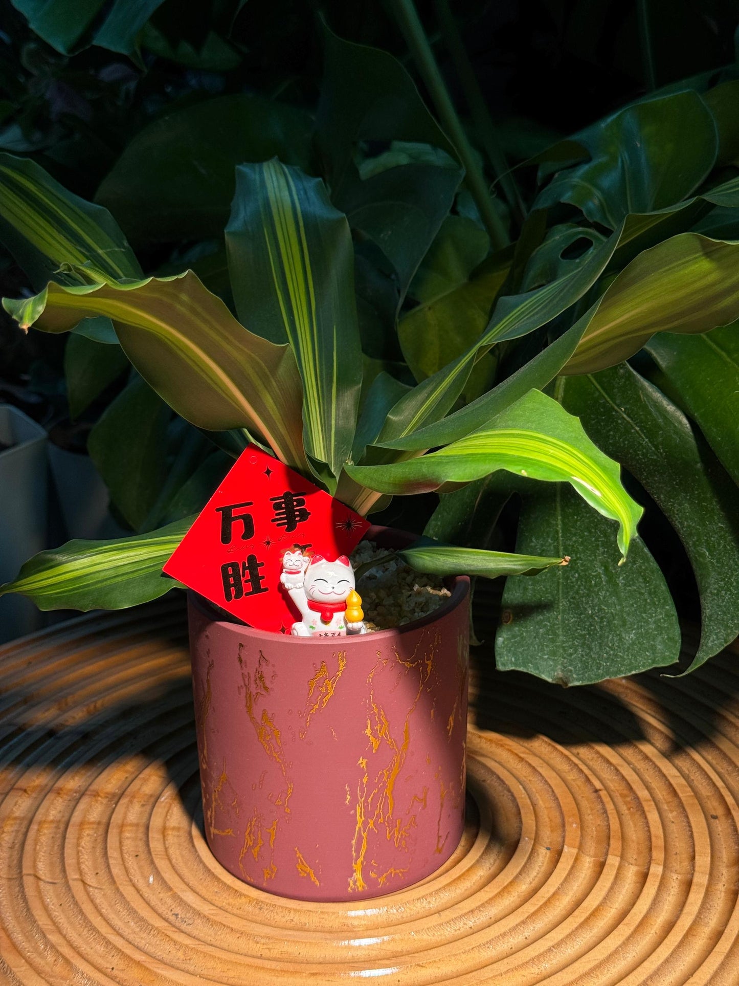 Dracaena in Red Designed Pattern Ceramic Pot