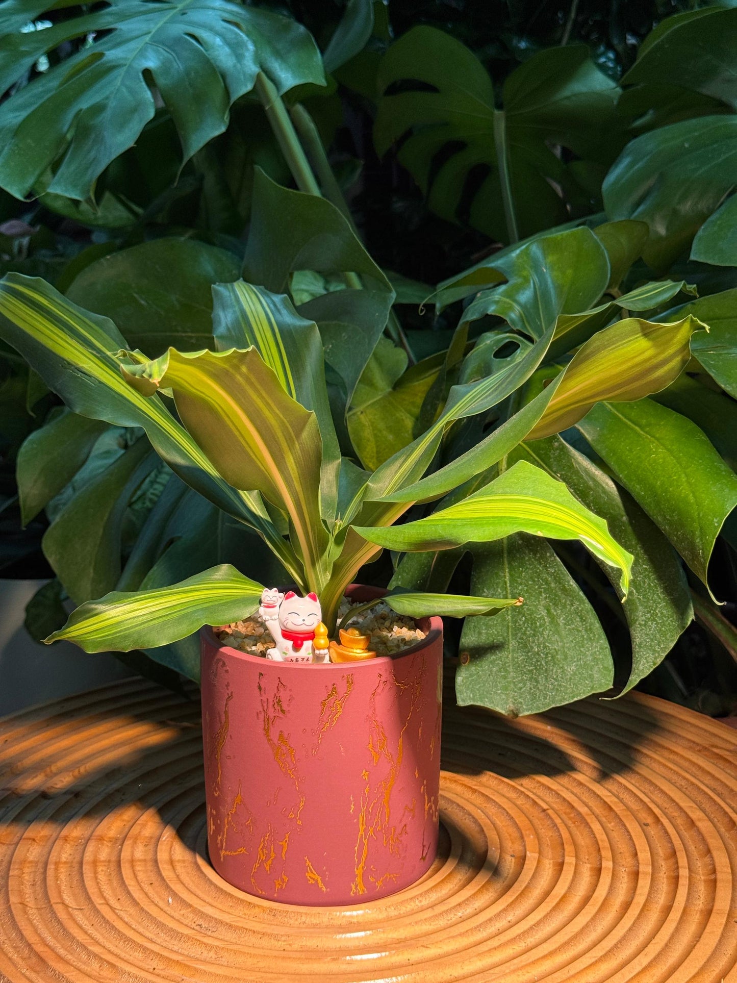 Dracaena in Red Designed Pattern Ceramic Pot