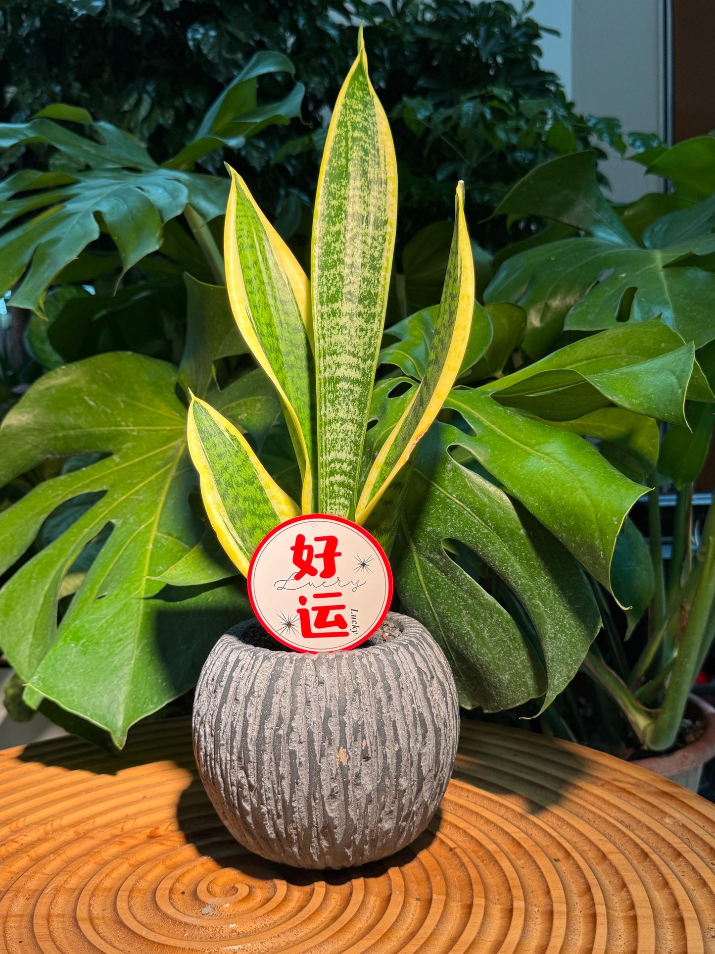 Snake Plant in Round Grey Pot