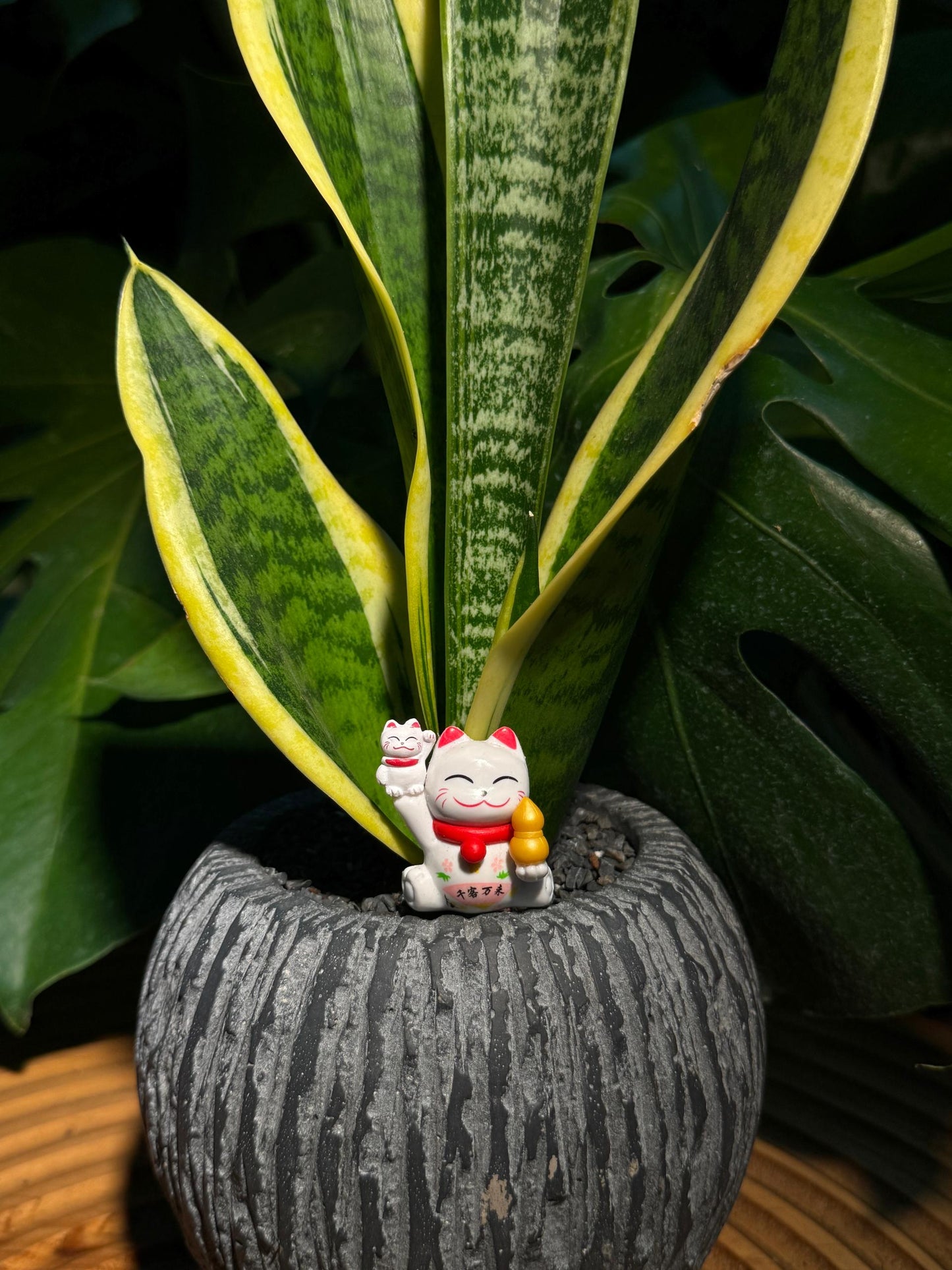 Snake Plant in Round Grey Pot