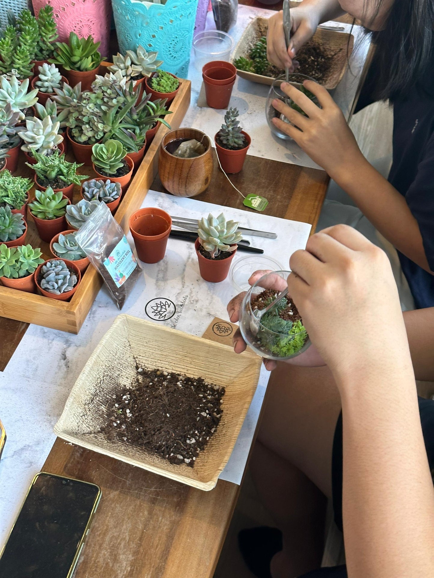 Succulent Workshop
