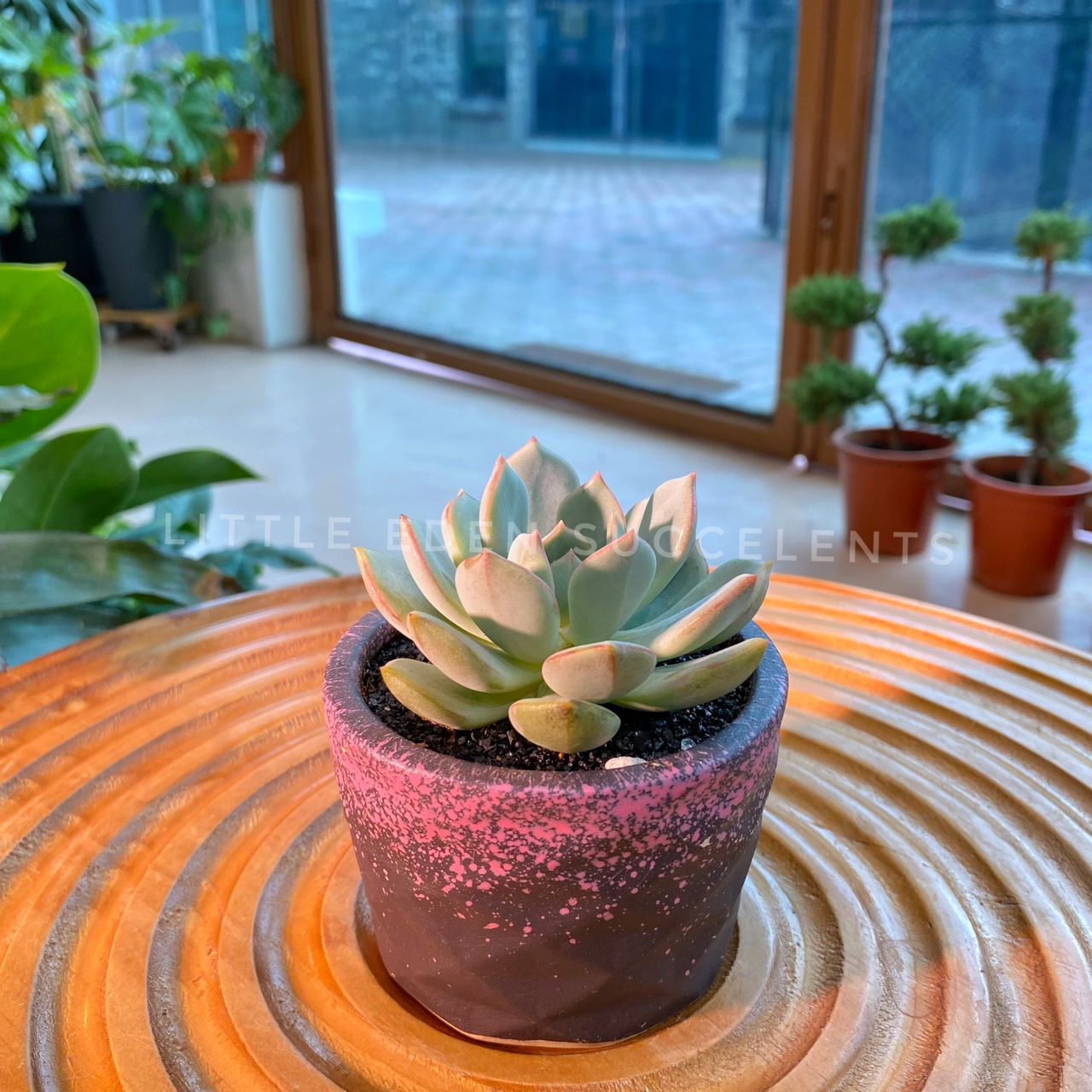 Echeveria Collection in Black Ceramic Designer Pot