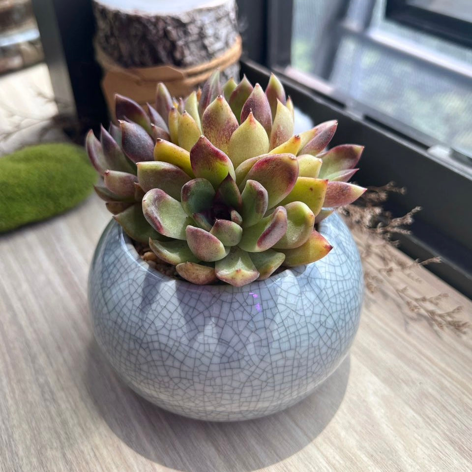 Multi-headed Pachyveria in glazed ceramic pot