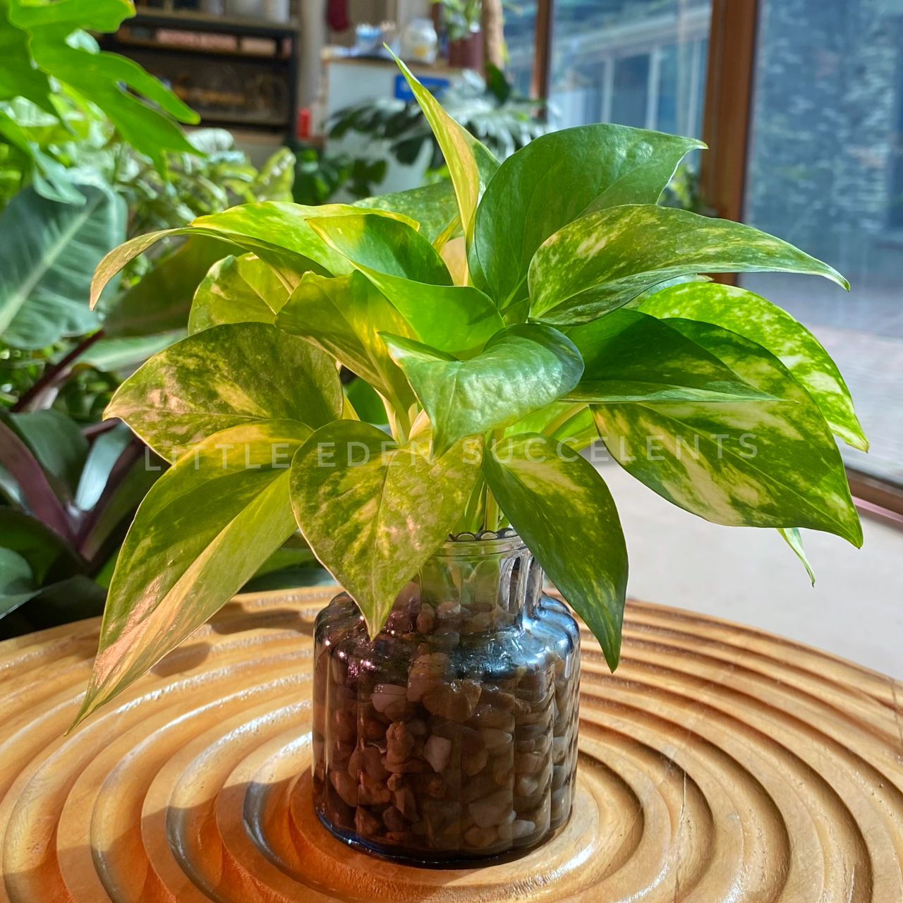 Pothos Njoy in Blue Designer Glass