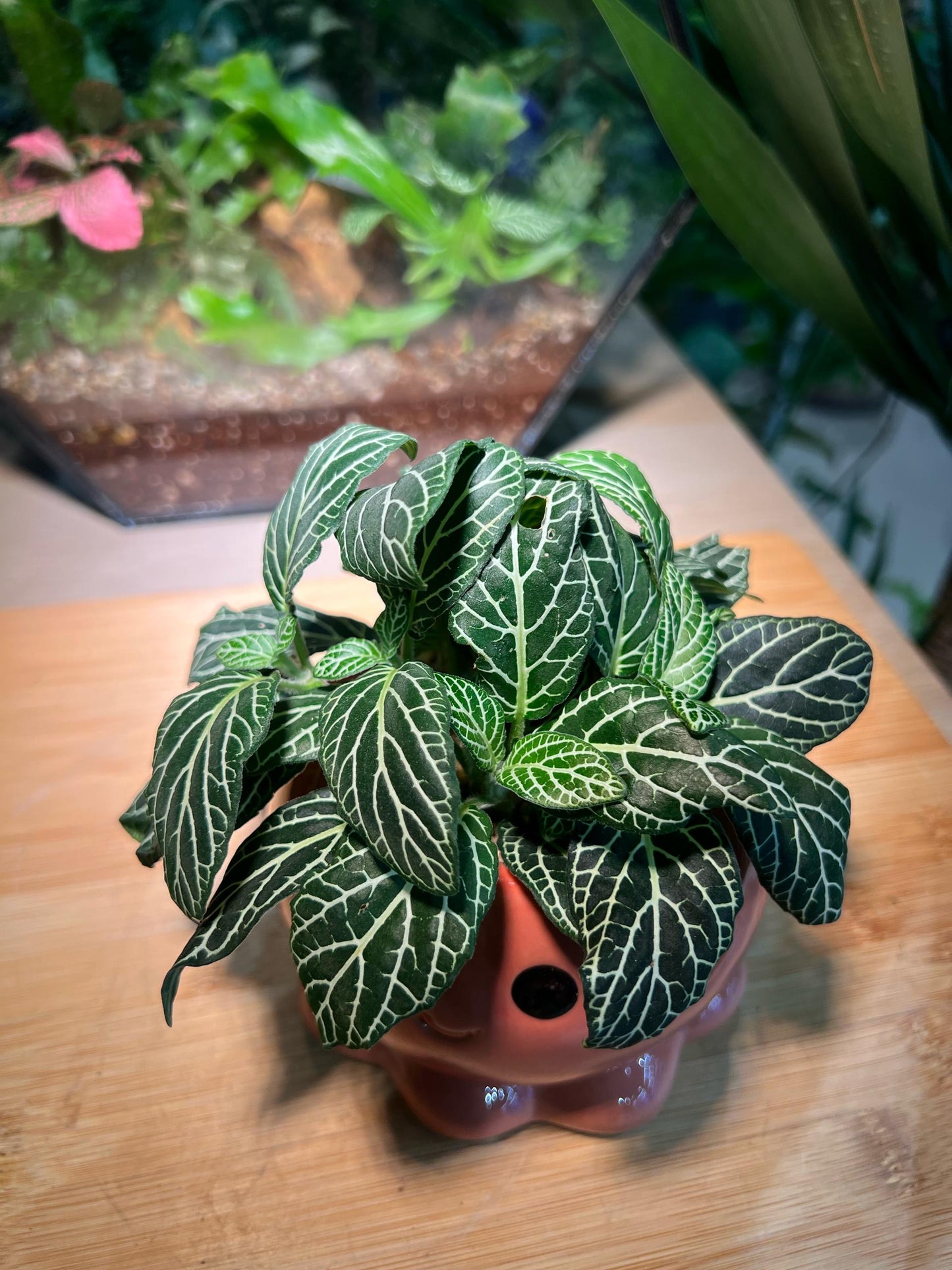 Fittonia in Octopus Pot