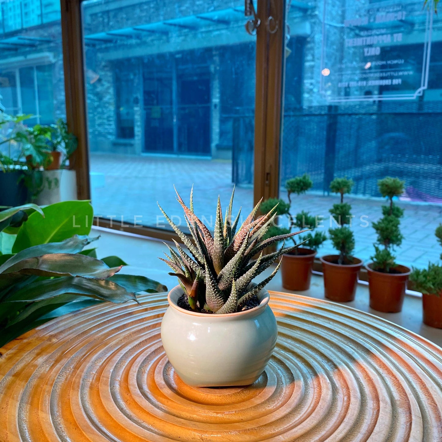 Fasciated Haworthia in Marble Designed Round Ceramic Pot