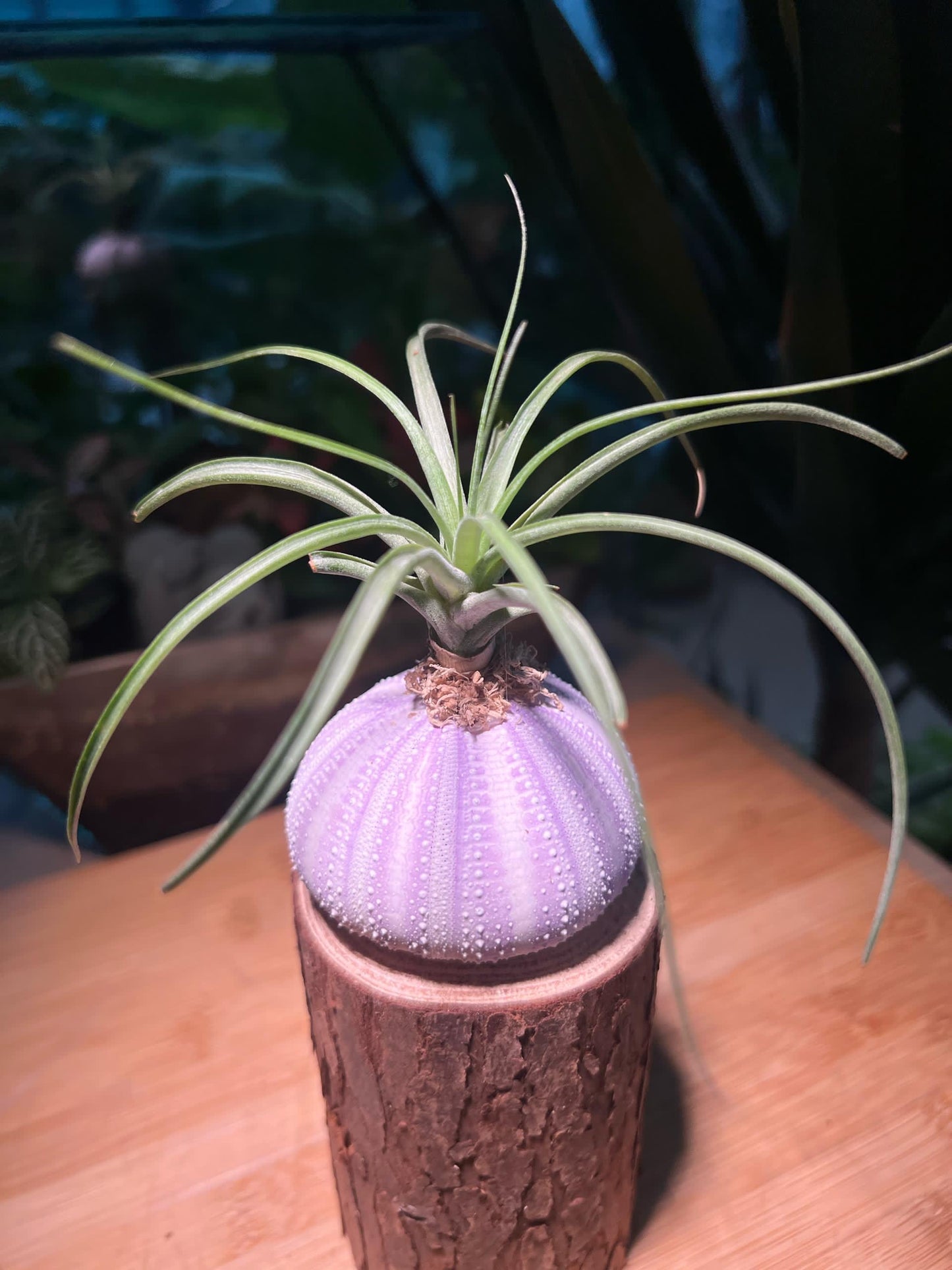 Airplant on Real Sea Urchin Shell