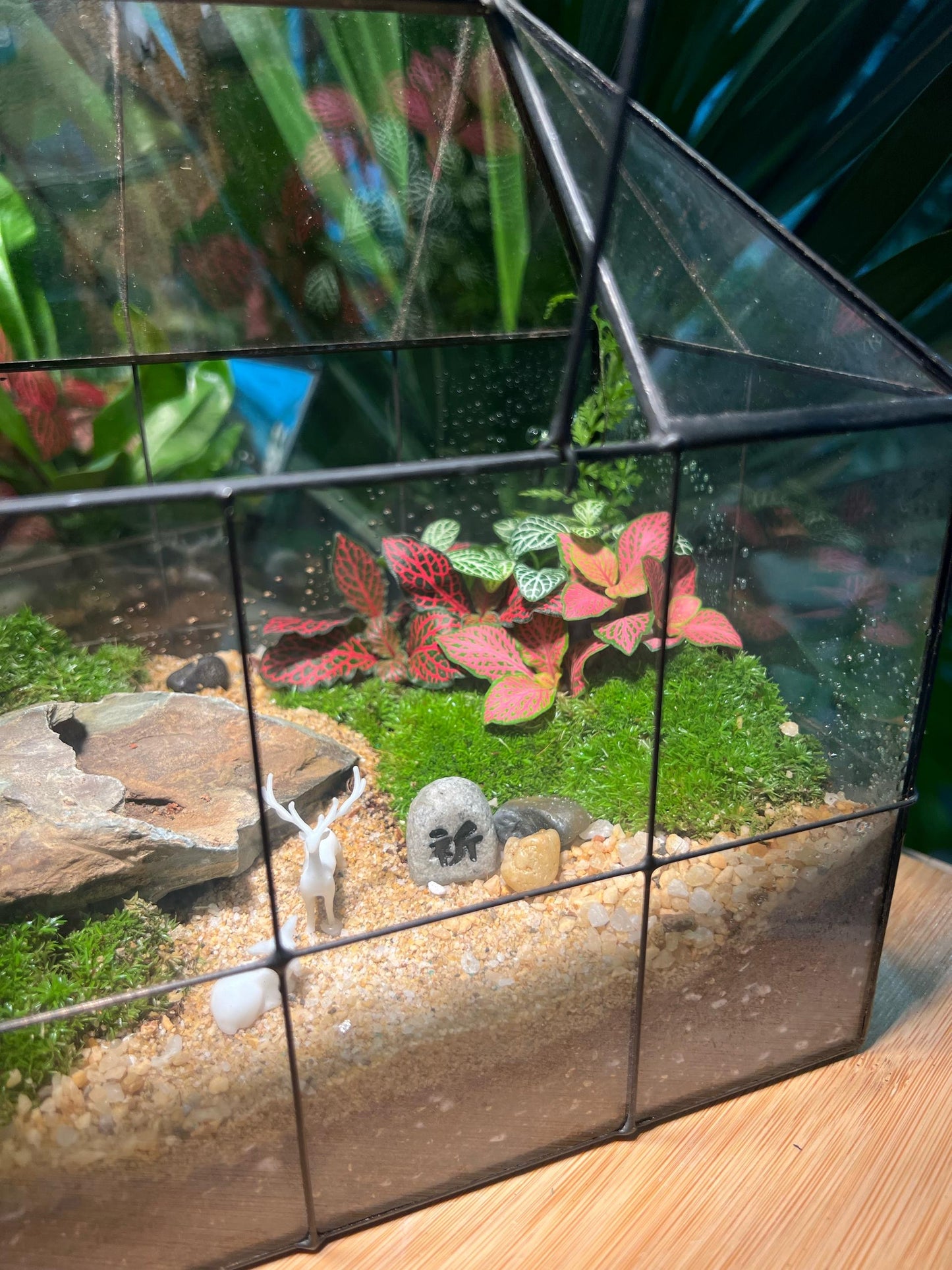 Indoor Plant Arrangement in Black Grid Housing Glasshouse Terrarium (M)