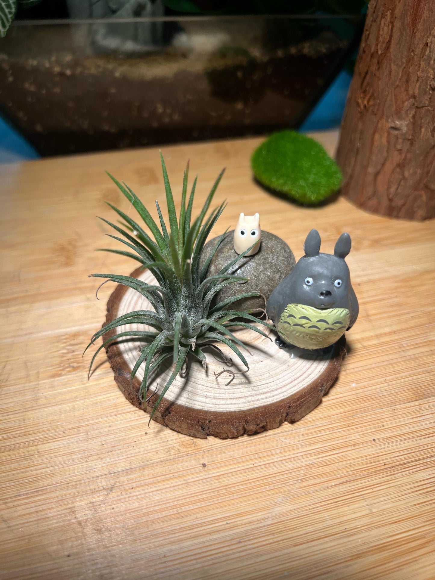 Airplant with Totoro Figurine Resting on Real Wood Coaster