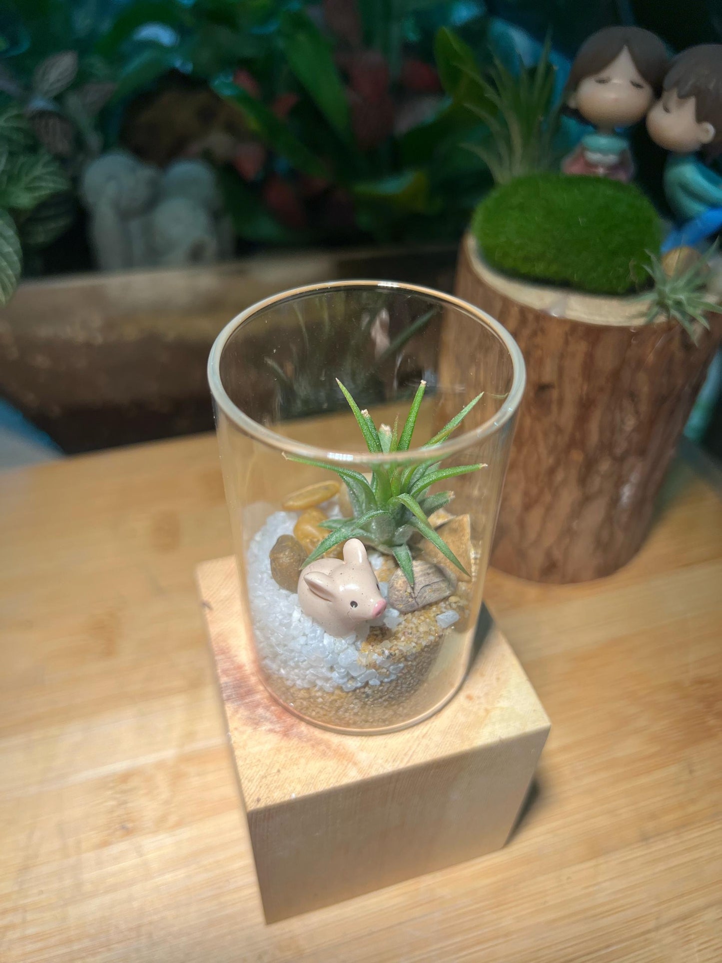 Airplant in Small Cylindrical Glass with Piggie
