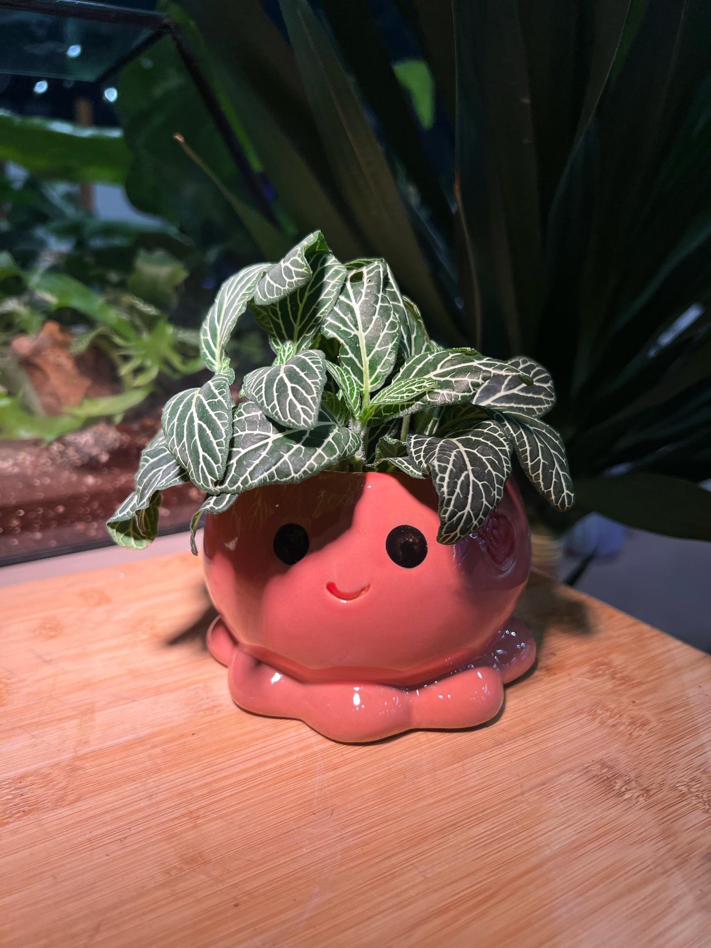 Fittonia in Octopus Pot