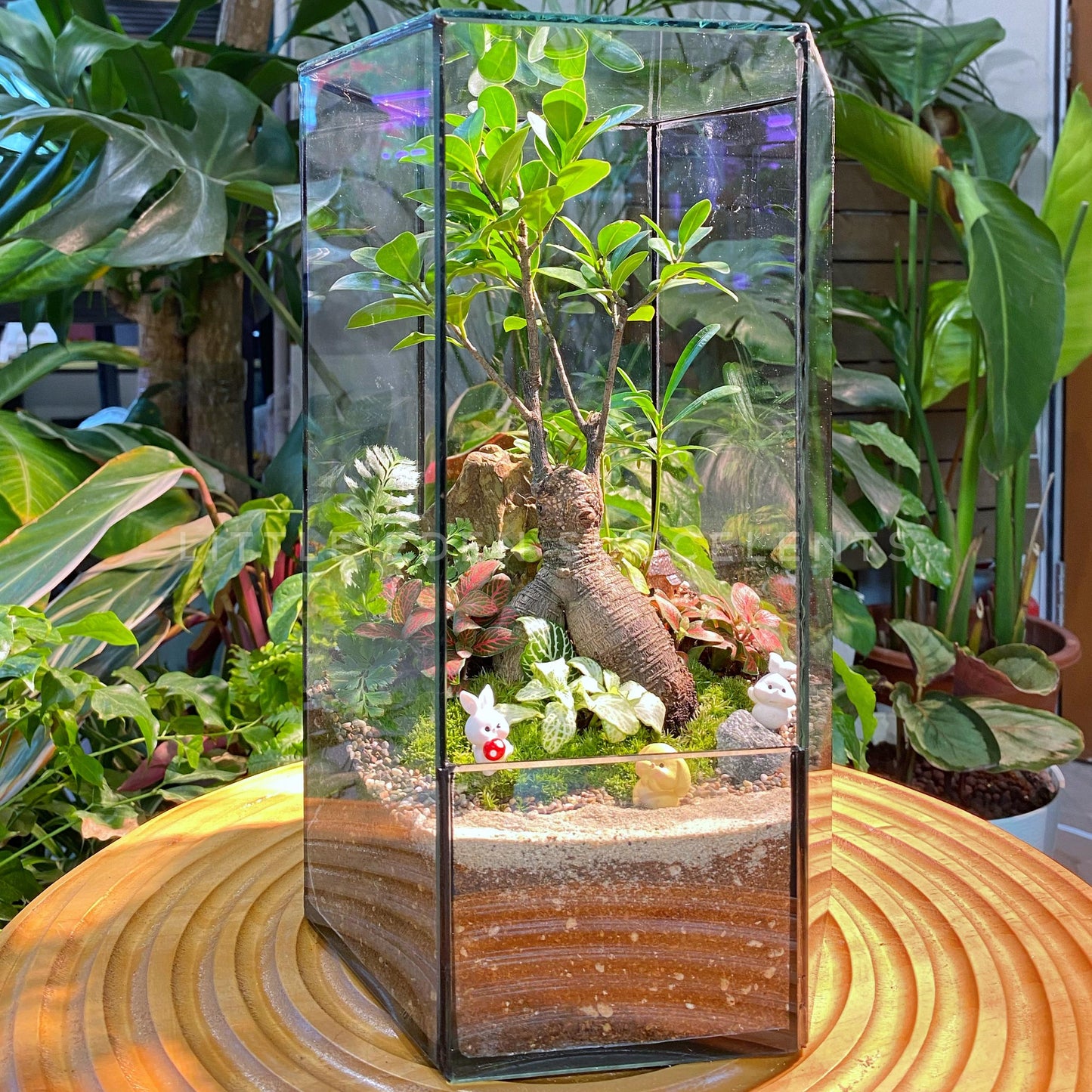 Tall Hexagon Designer Glass Zen Garden Terrarium